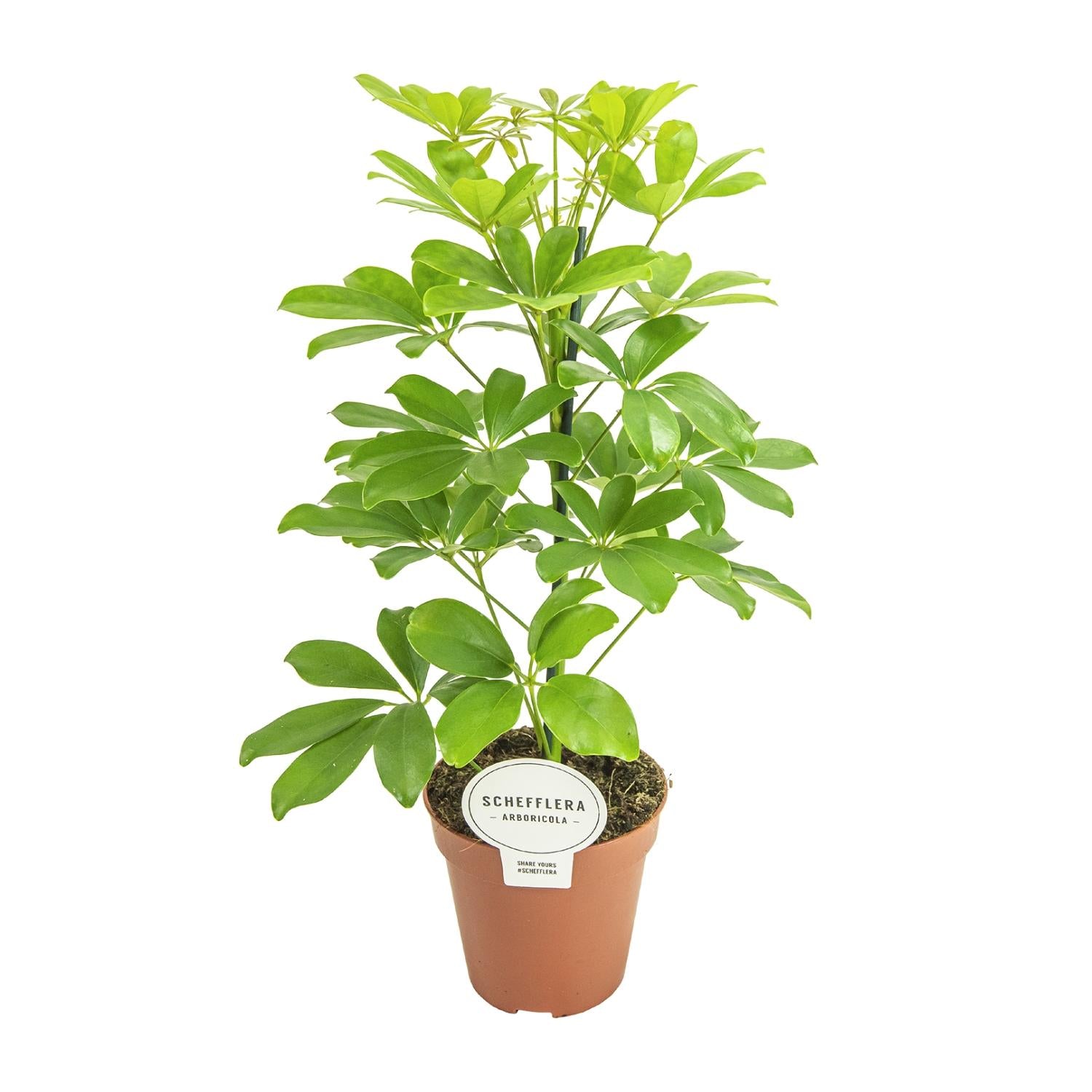 Schefflera Nora–Arbre Parasol-35-45 cm