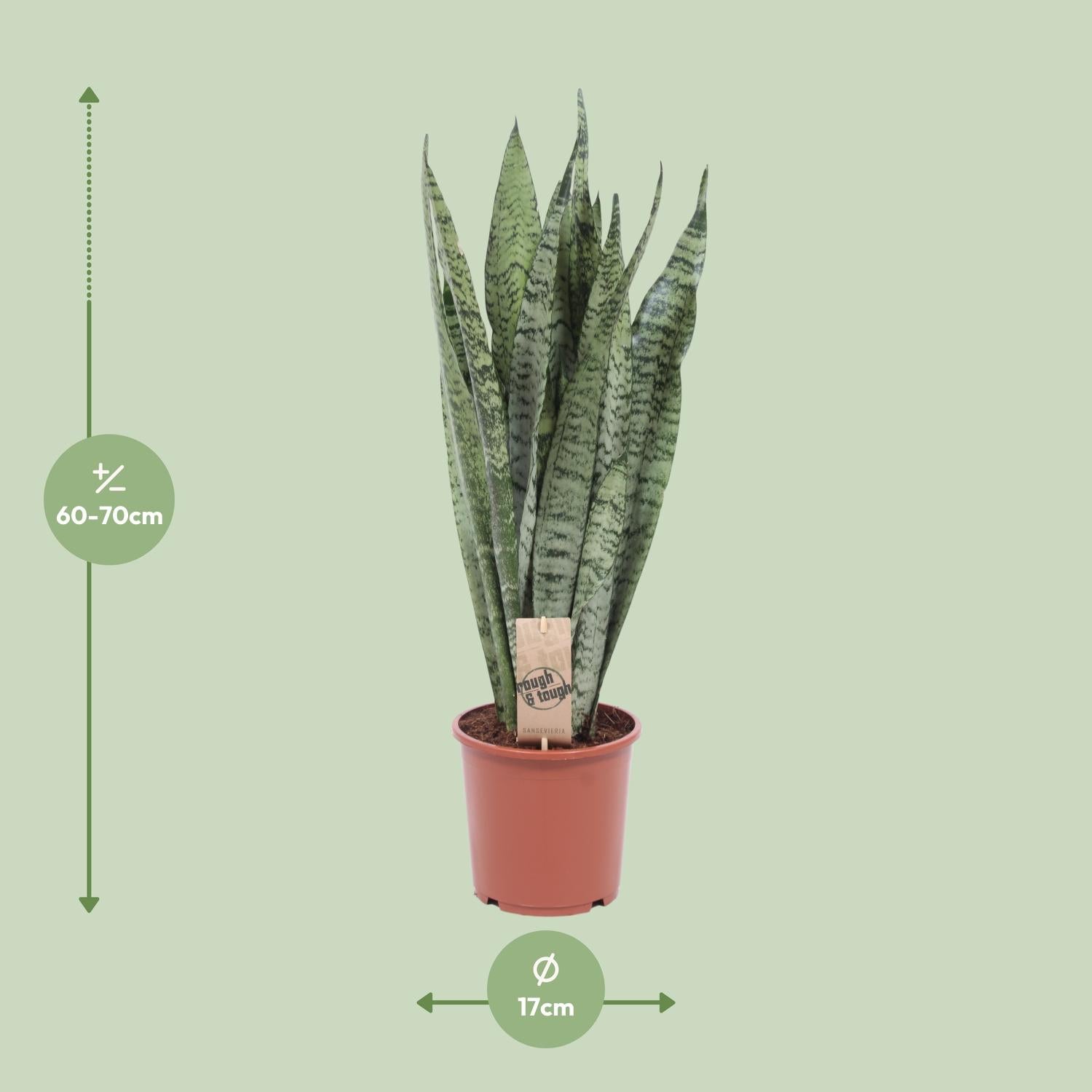 Sansevieria zeylanica – Zeylan snake plant - 70-120 cm