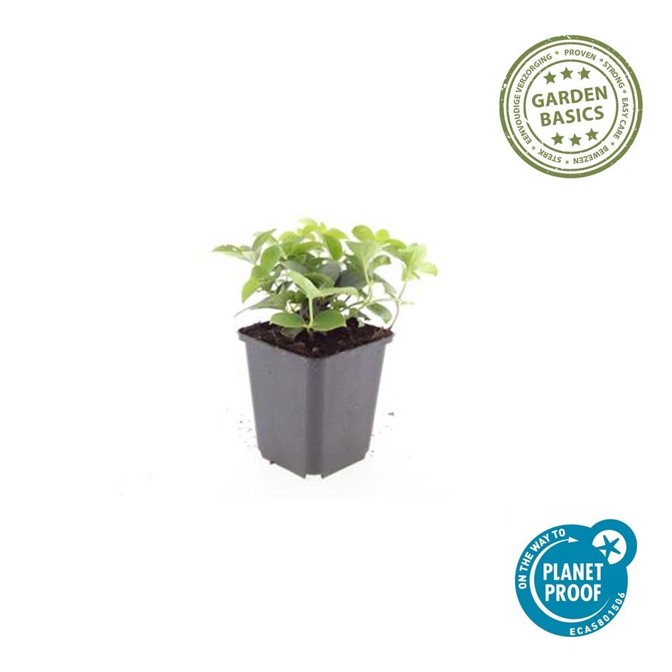 Cornus canadensis – Bodendeckender Hartriegel, 9 cm Topf, 10–25 cm