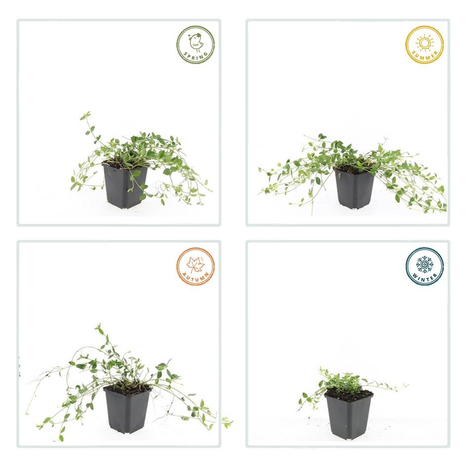 Immergrün ‘Gertrude Jekyll’ – bodendeckend, weiß blühend, 9 cm Topf, 10–25 cm