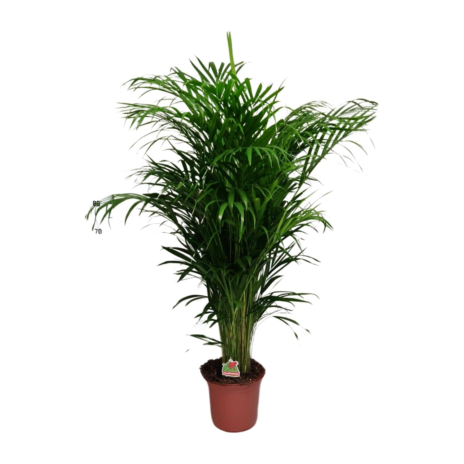 Dypsis Lutescens – Areca Palme - 40-125 cm