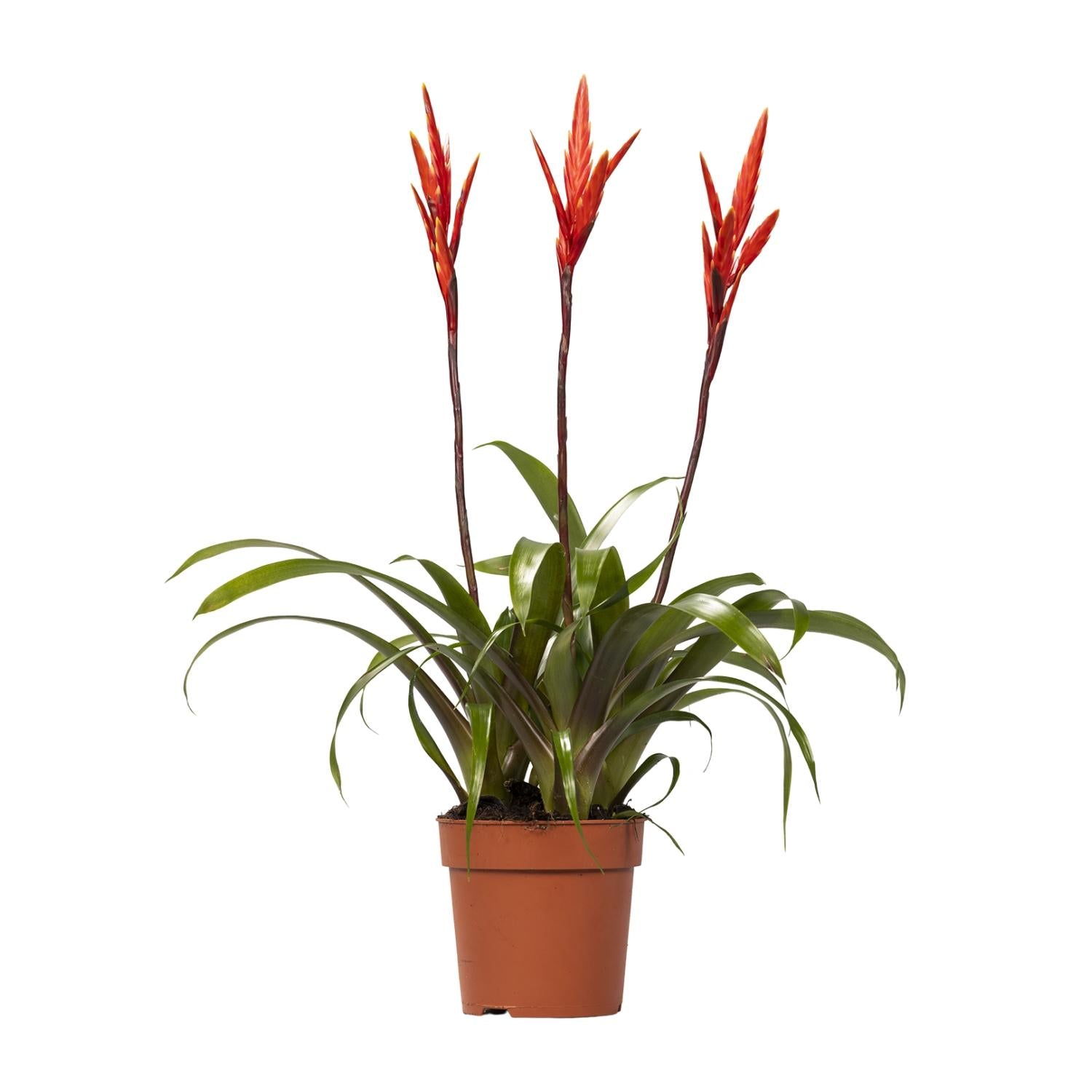 Vriesea ‘Elan Toef’ – Flammendes Schwert - Ø12 cm - ↕55 cm