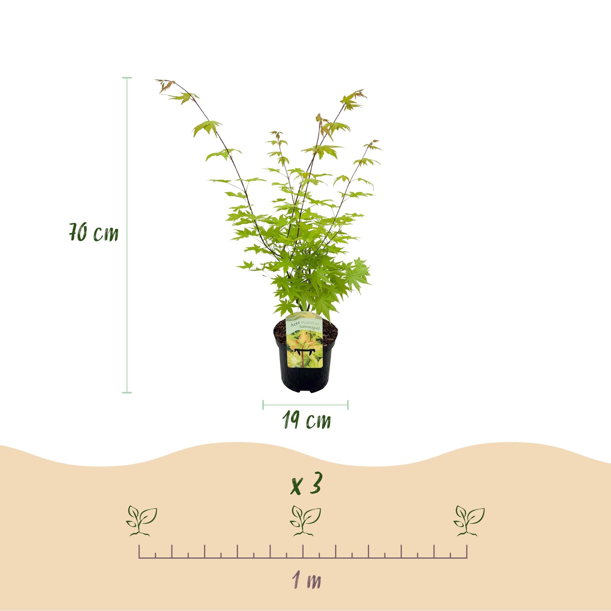 Acer Palmatum ‘Summergold’ – Japanischer Ahorn, laubabwerfend – 19 cm Topf, 70 cm hoch