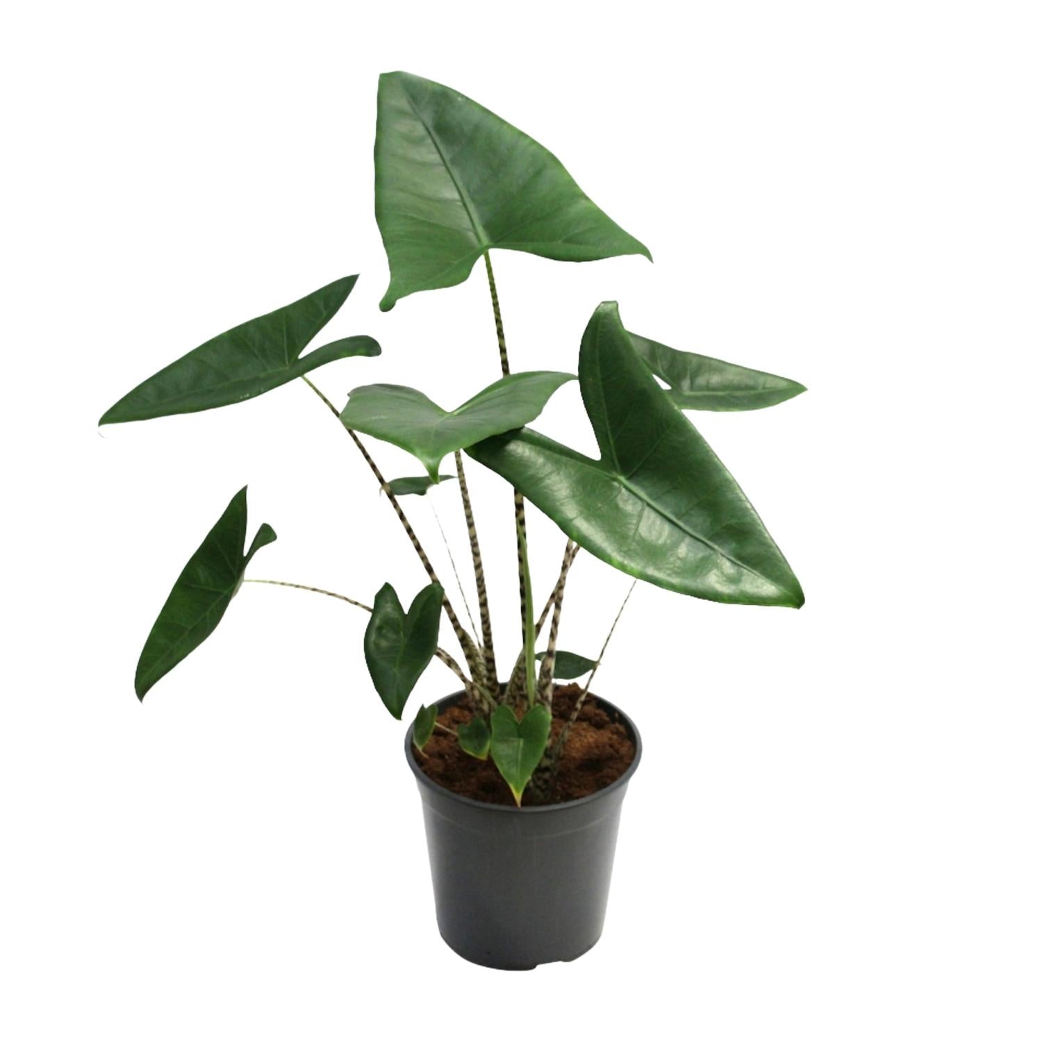 Alocasia Zebrina–Zebraleiter-Pfeilblatt-75-80 cm