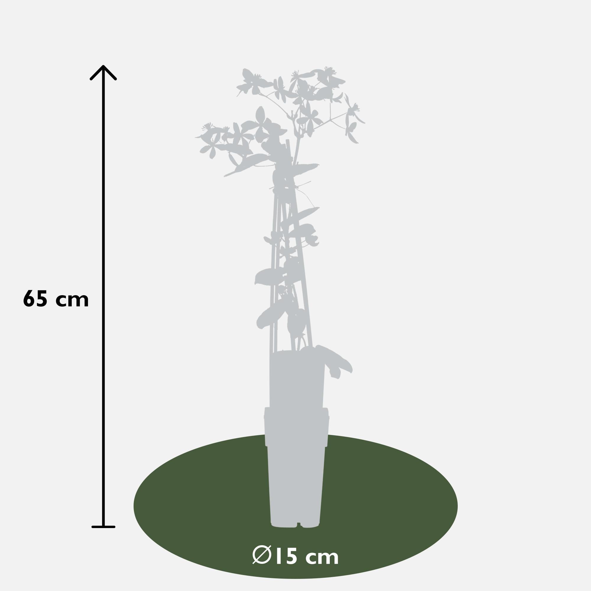 Clématite armandii'Apple Blossom'–plante grimpante persistante, rose clair, pot de 15 cm, hauteur 65 cm