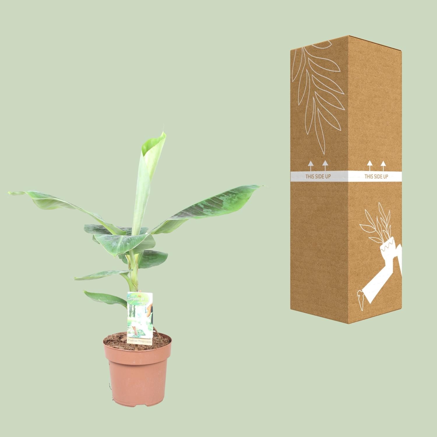 Musa Dwarf Cavendish – Zwergbanane - 60-130 cm