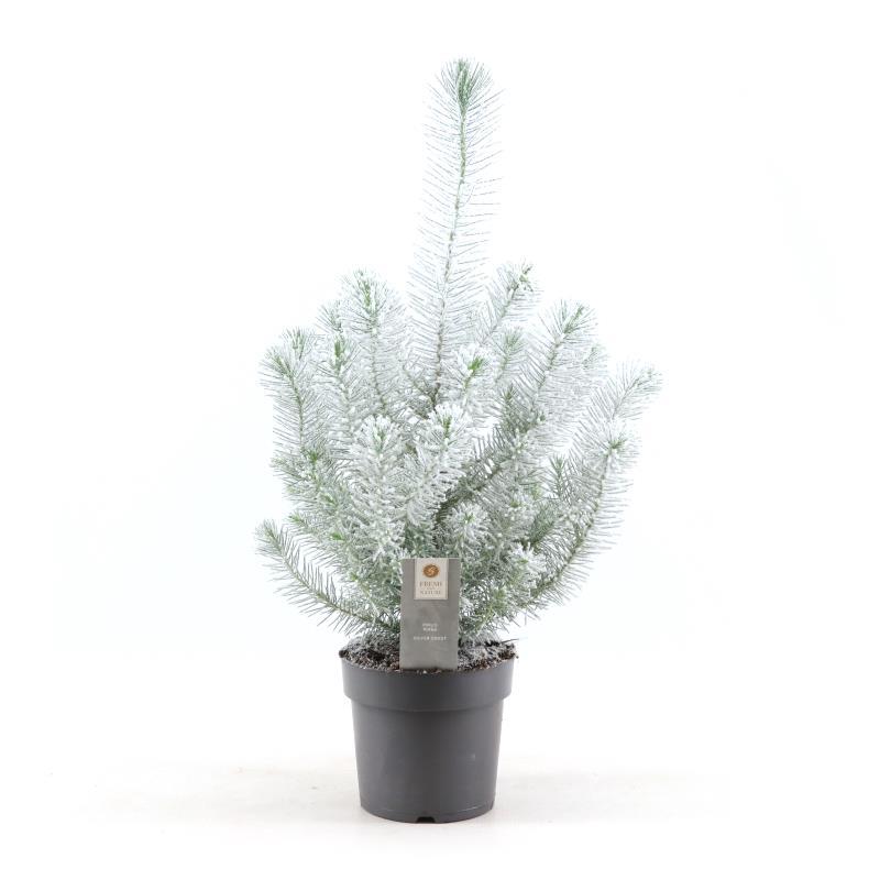 Pinus pinea ‘Silver Crest’ + Snow – kompakte Zwergpinie, 17 cm Topf, 50 cm Höhe