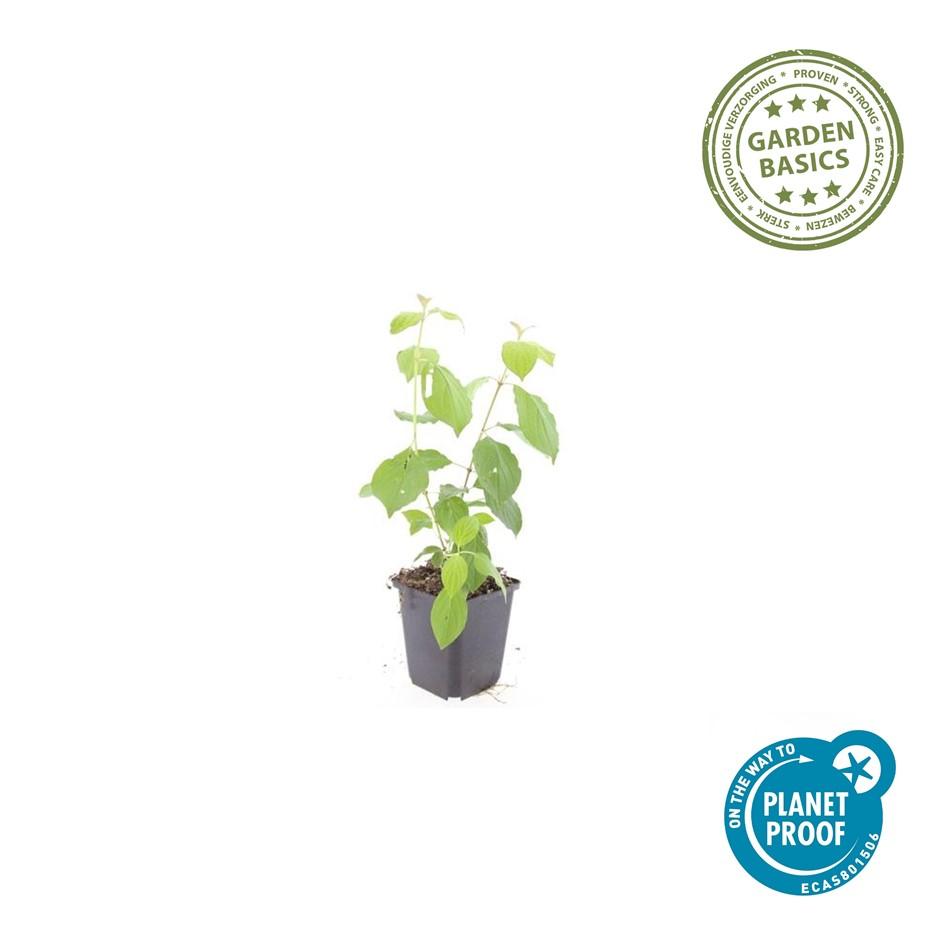 Hartriegel ‘Midwinter Fire’ – farbintensiver Zierstrauch, 9 cm Topf, 10–25 cm hoch