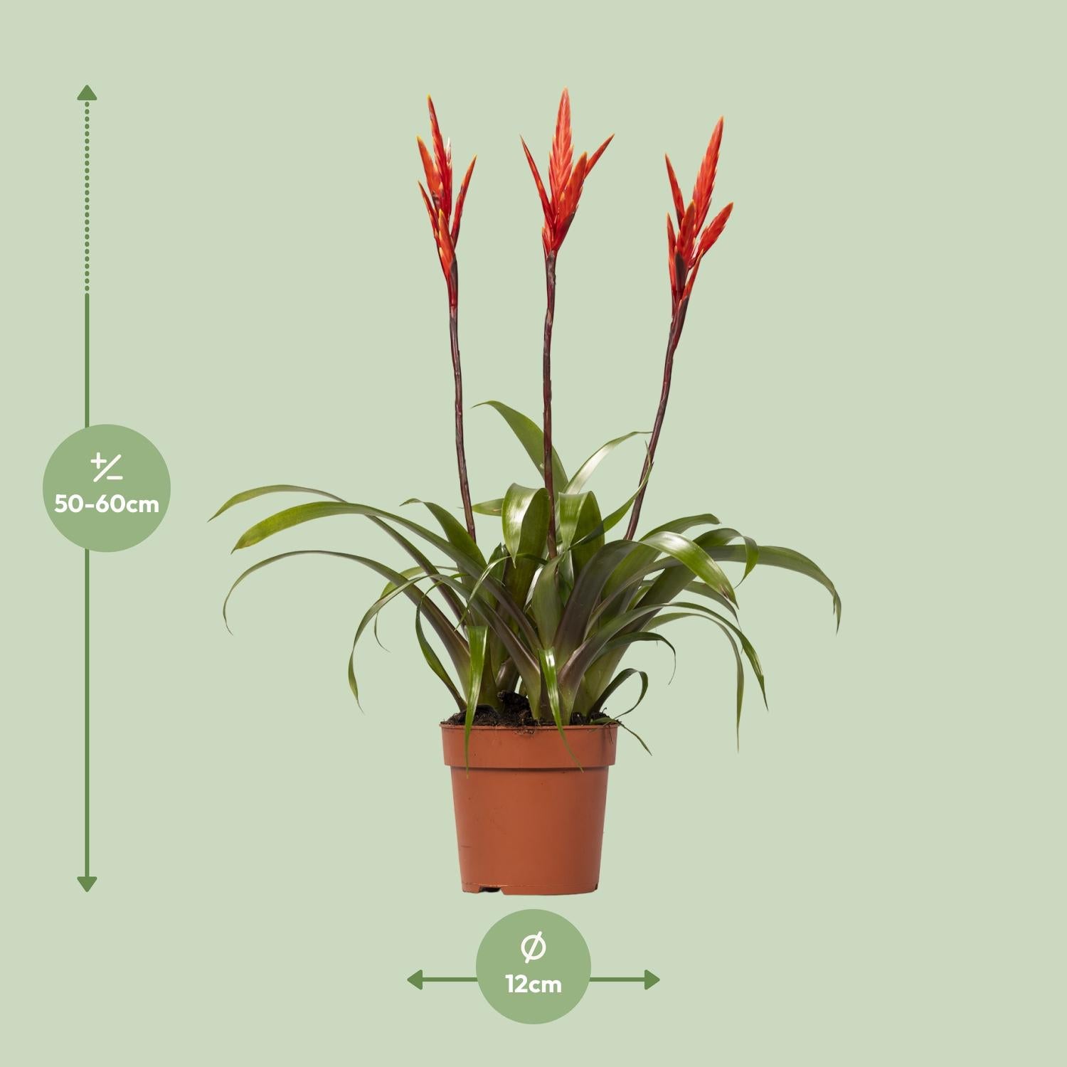 Vriesea ‘Elan Toef’ – Flammendes Schwert - Ø12 cm - ↕55 cm