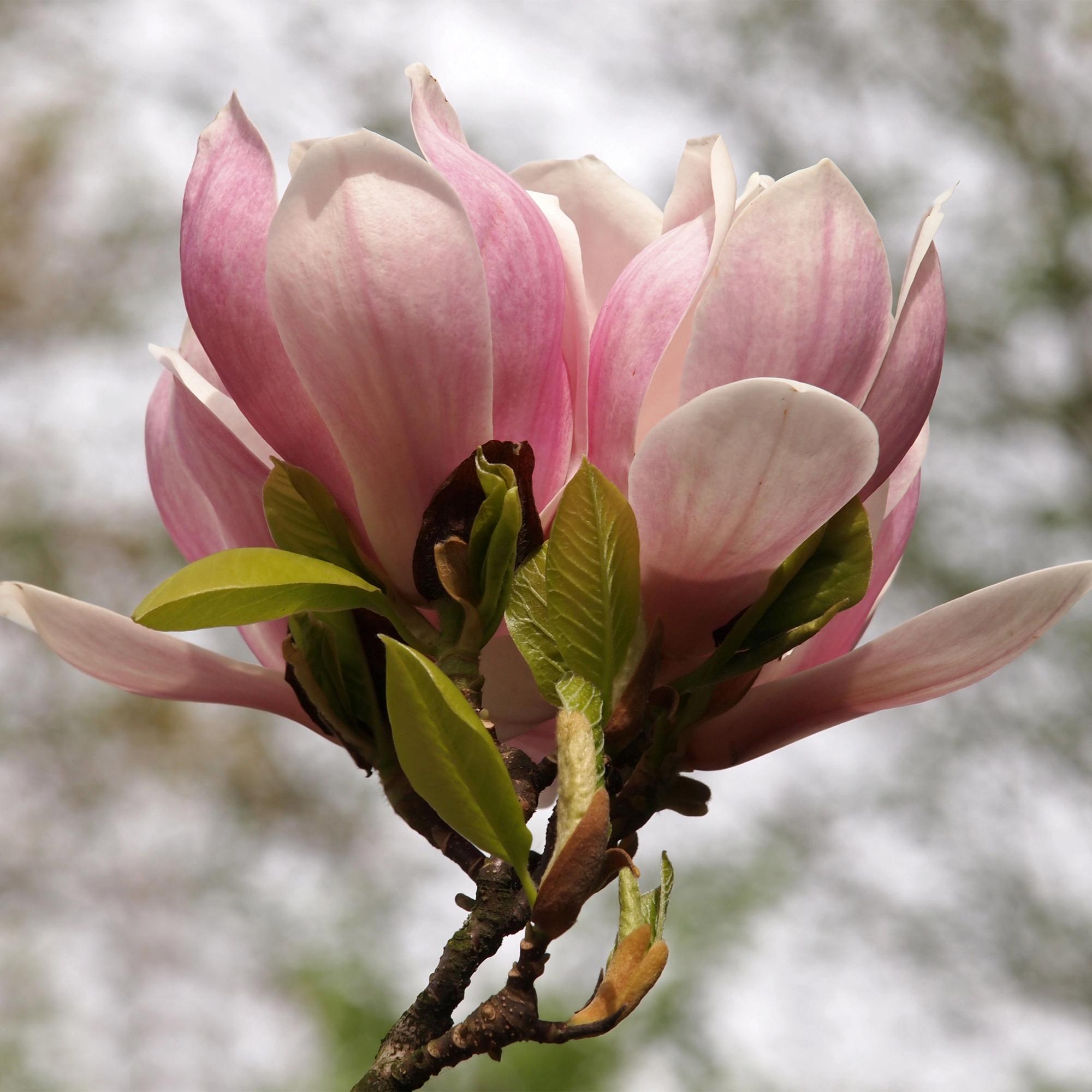 Magnolia soulangiana – θάμνος με ανοιχτό ροζ λουλούδια, γλάστρα 17 cm, ύψος 45 cm