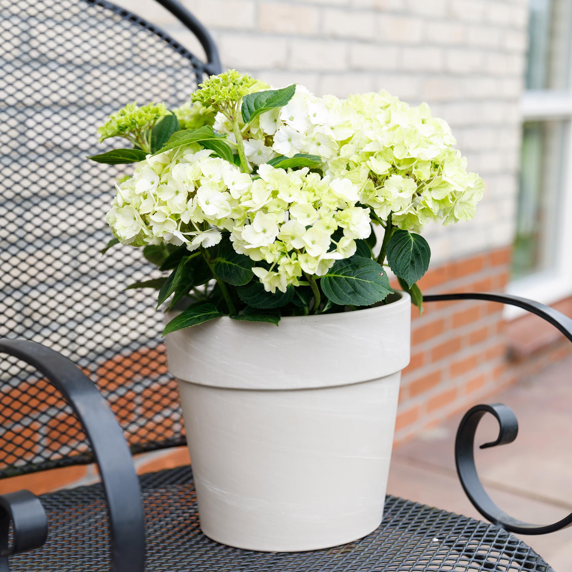 Hydrangea ‘Magical Nobless’ – weiße Hortensie, 23 cm Topf, 55 cm hoch