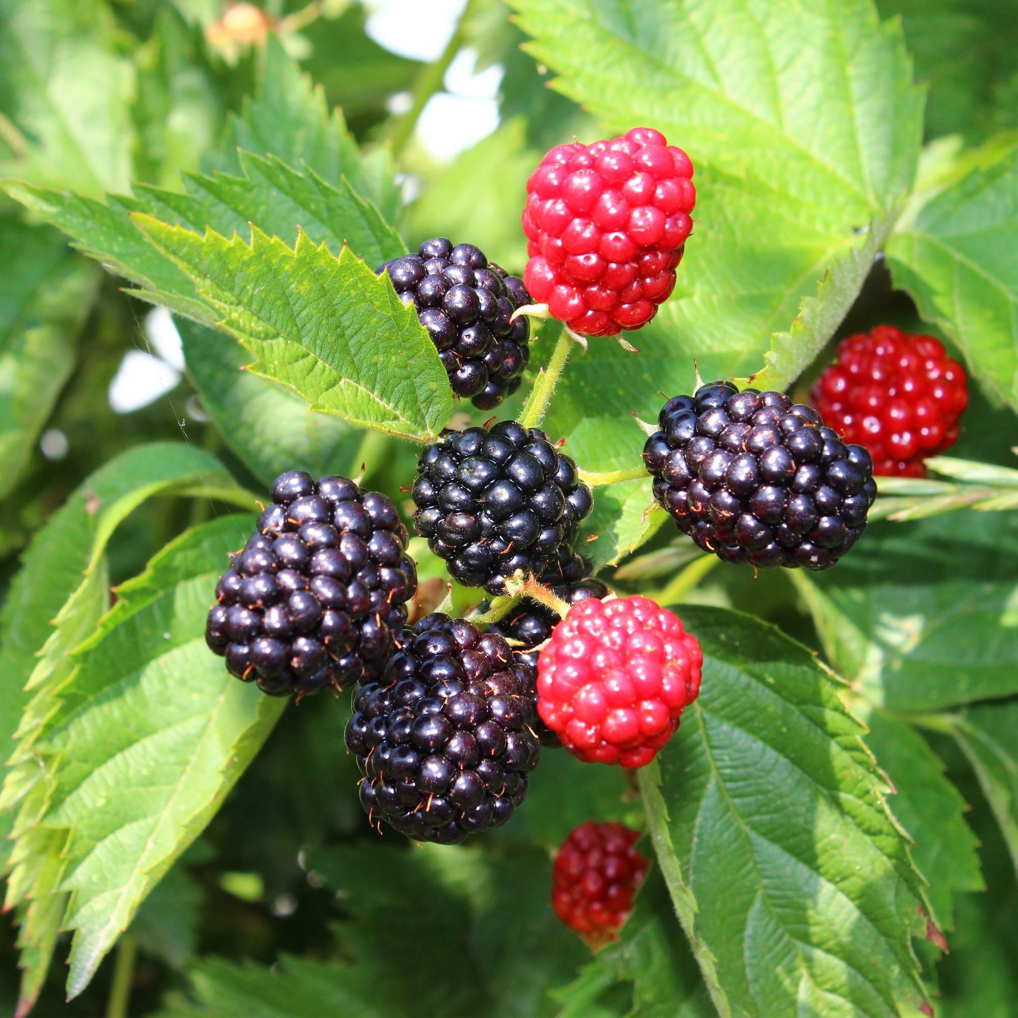 Thornless blackberry “Thornfree Evergreen” – 2 strong plants in an 11 cm pot (approx. 40 cm)