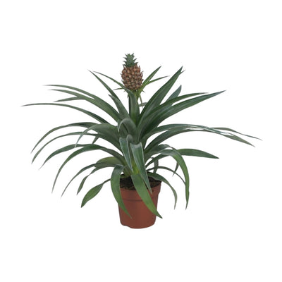 Ananas 'My Friend' – Zierananas - 12 cm Topf, 40 cm