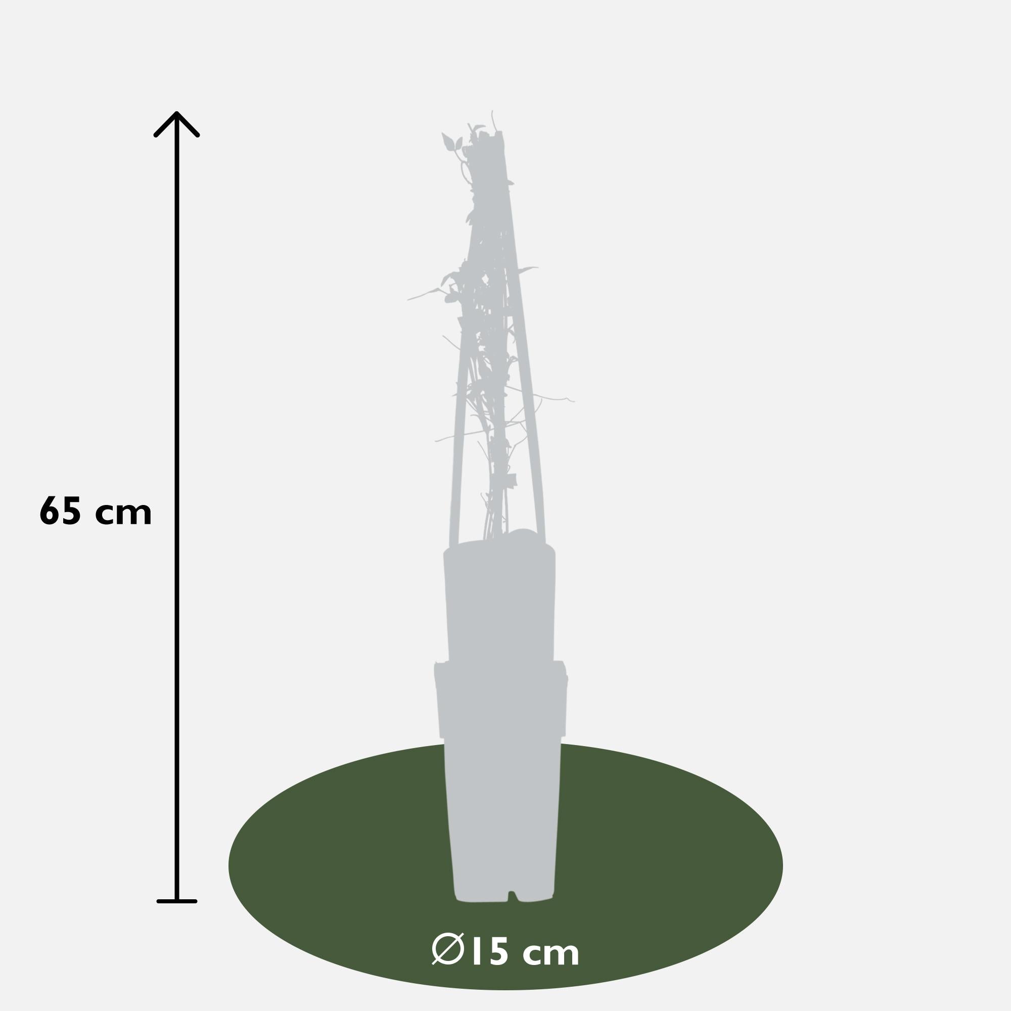 Clematis ‘Polish Spirit’ – kräftig wachsende Sommerblüherin, 15 cm Topf, 65 cm hoch