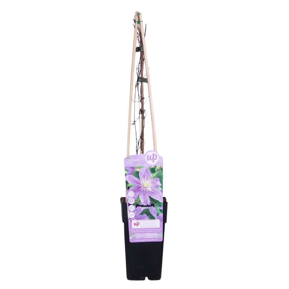 Clematis ‘Justa’ – zartviolette Blüten, 15 cm Topf, 65 cm Höhe