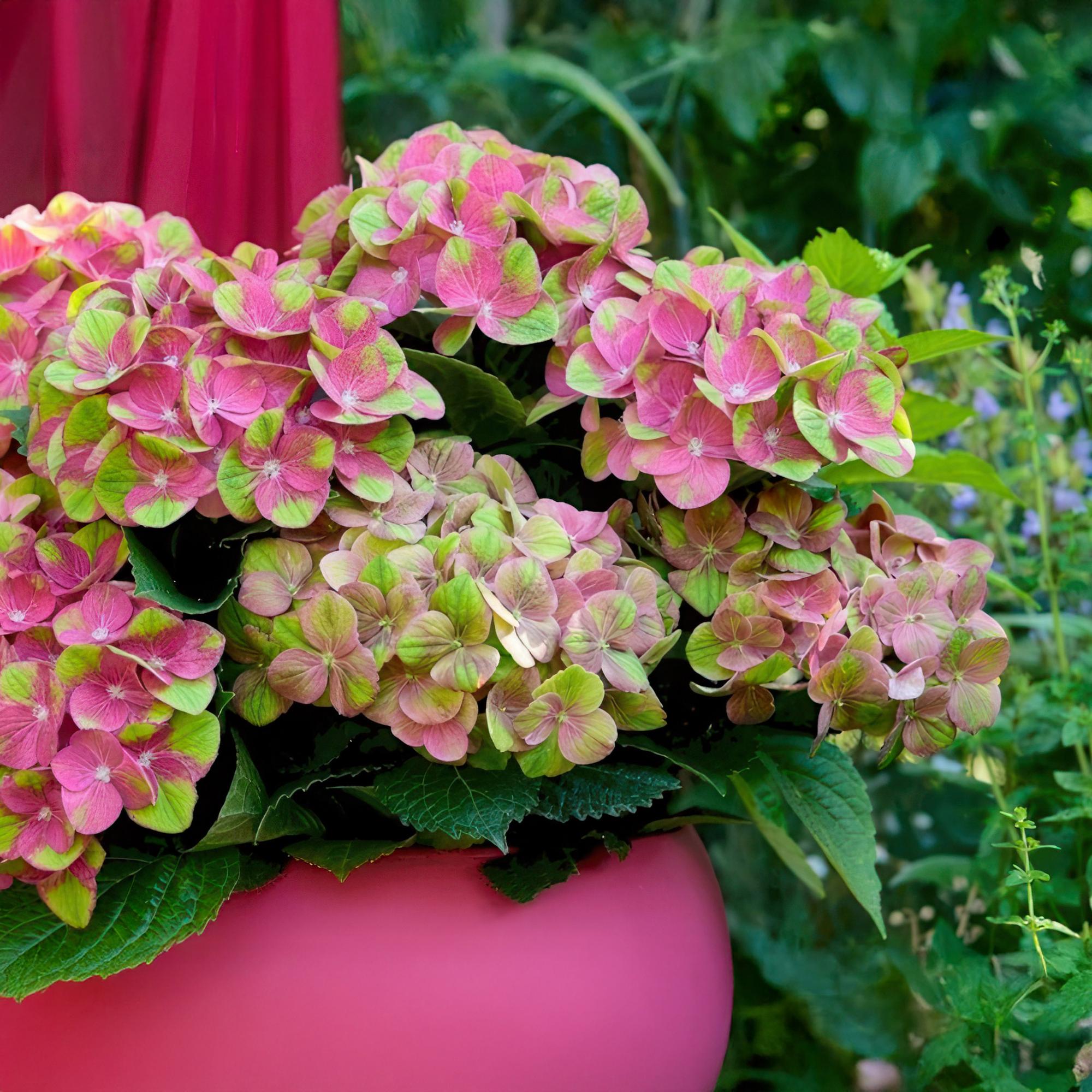 Balcony plant Hydrangea 'Magical Green Fire' – 6–10 flowers, pink-green, 23 cm pot, 55 cm high
