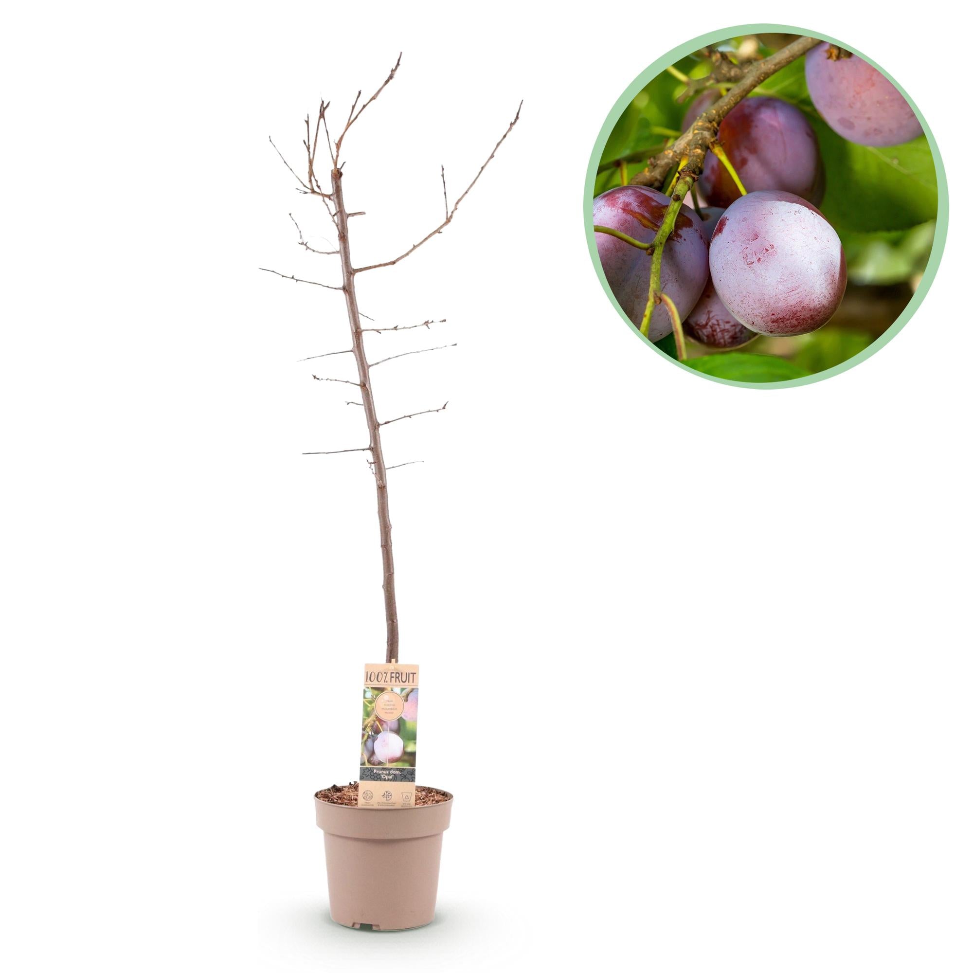 Plum tree “Opal” – Yellow-red fruits in a 21 cm pot (approx. 90 cm tall)
