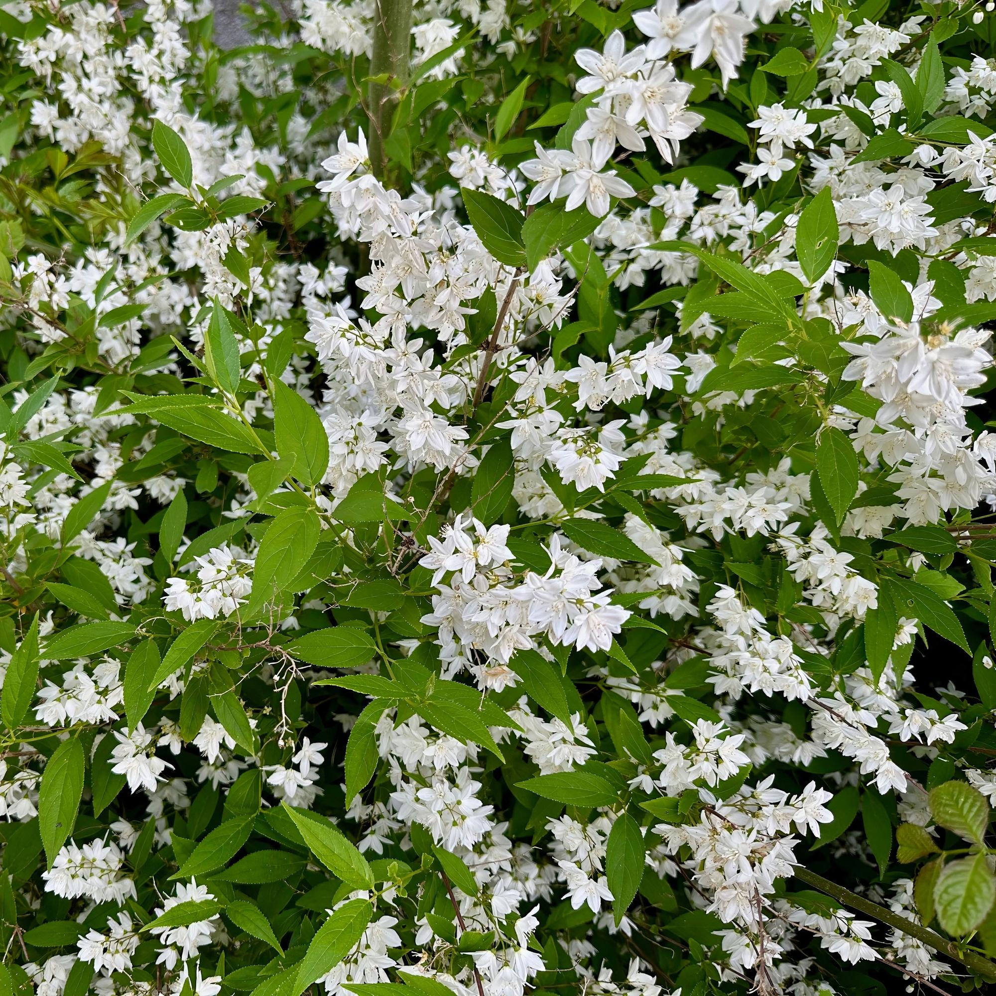 Arbusto de flor de mayo (Deutzia gracilis): flores blancas, caducifolio, maceta de 17 cm, 45 cm de altura