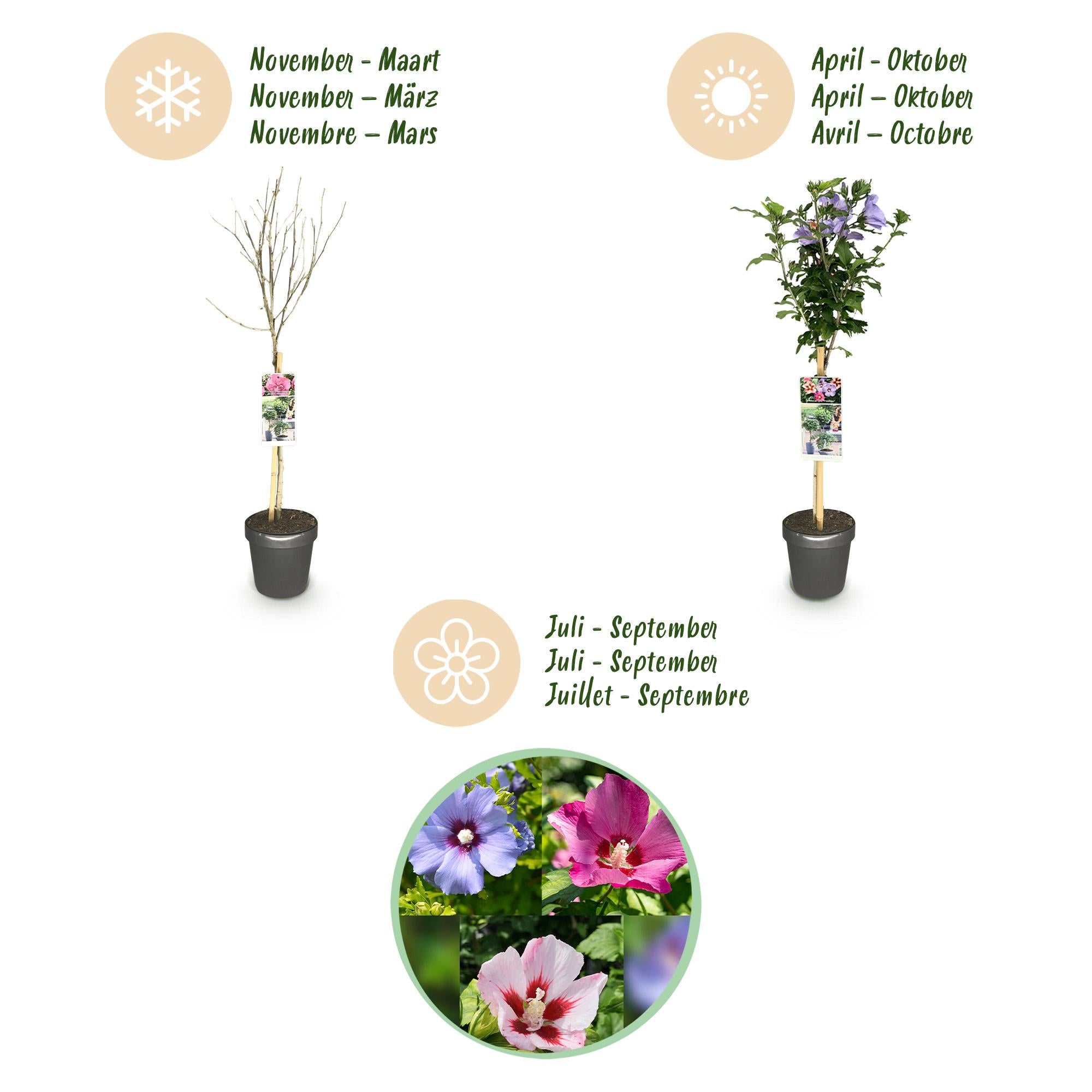 Hibiscus syriacus ‘Tricolour’ – Stämmchen für Terrasse und Garten, 19 cm Topf, 90 cm Höhe