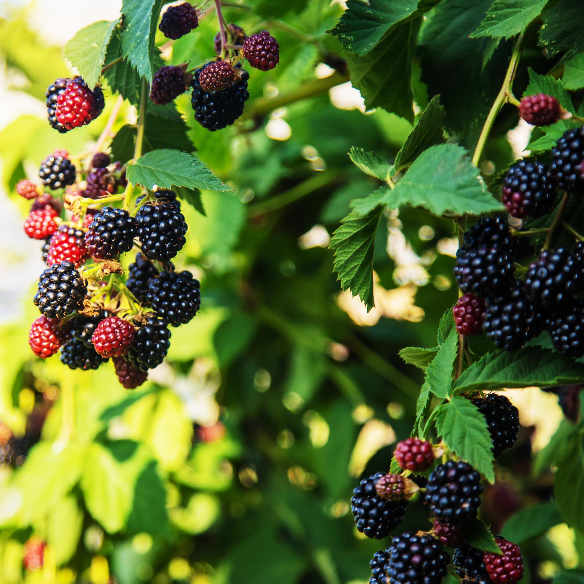 Thornless blackberry “Triple Crown” – 2 plants, 11 cm pot, approx. 40 cm