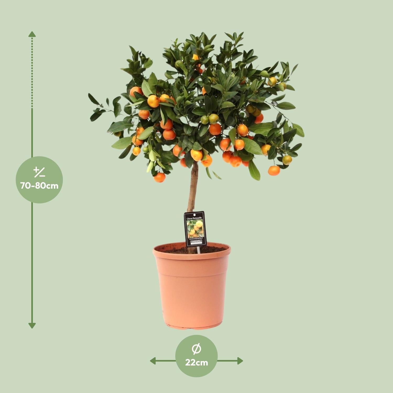 Calamondinorange (Citrus calamondin) –40–80 cm