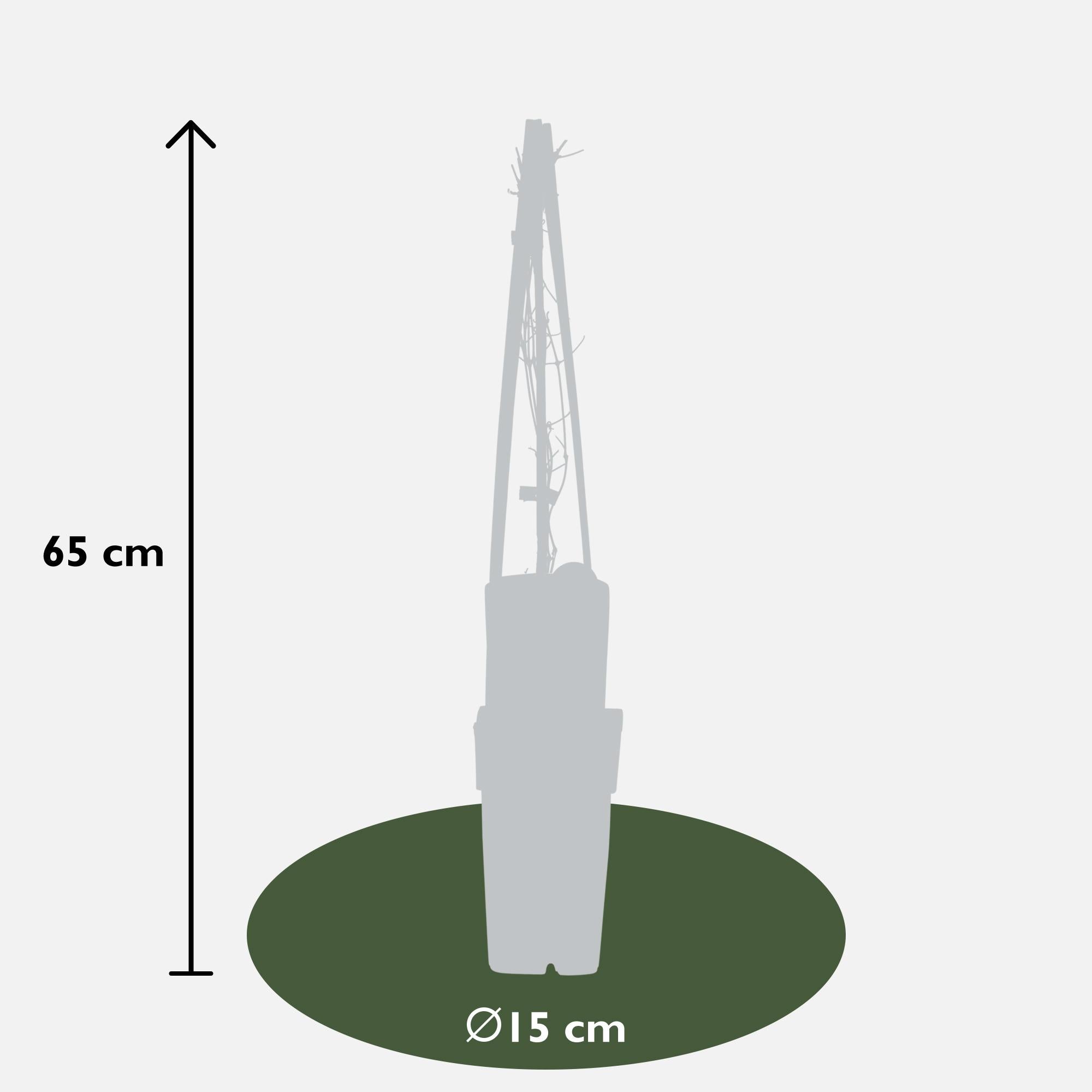 Clématite'Nelly Moser'–plante grimpante rose clair, pot de 15 cm, 65 cm de hauteur