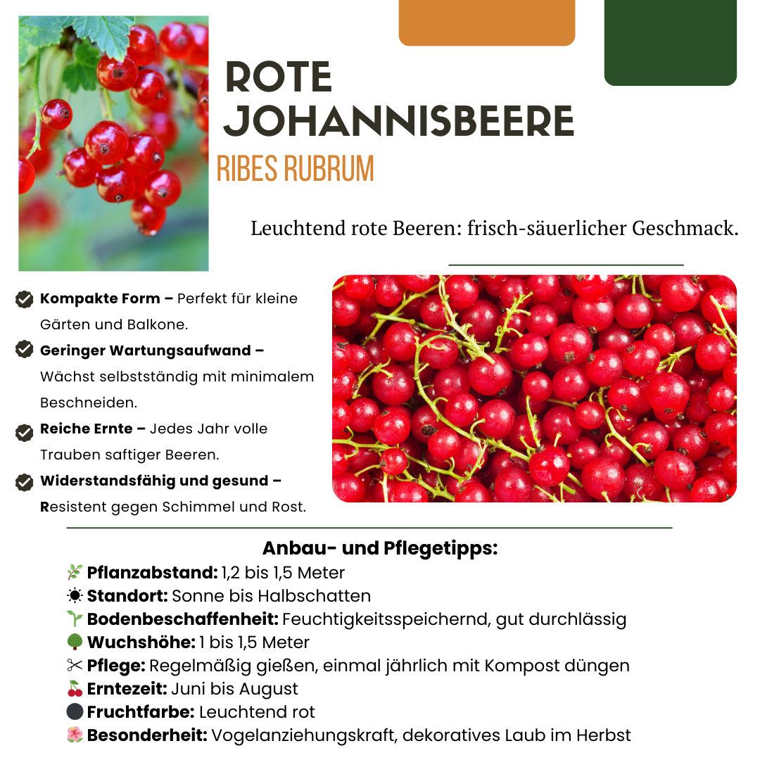 BIO Obstpflanzen-Mix „Früchteparadies“ – 4 verschiedene Obstsorten