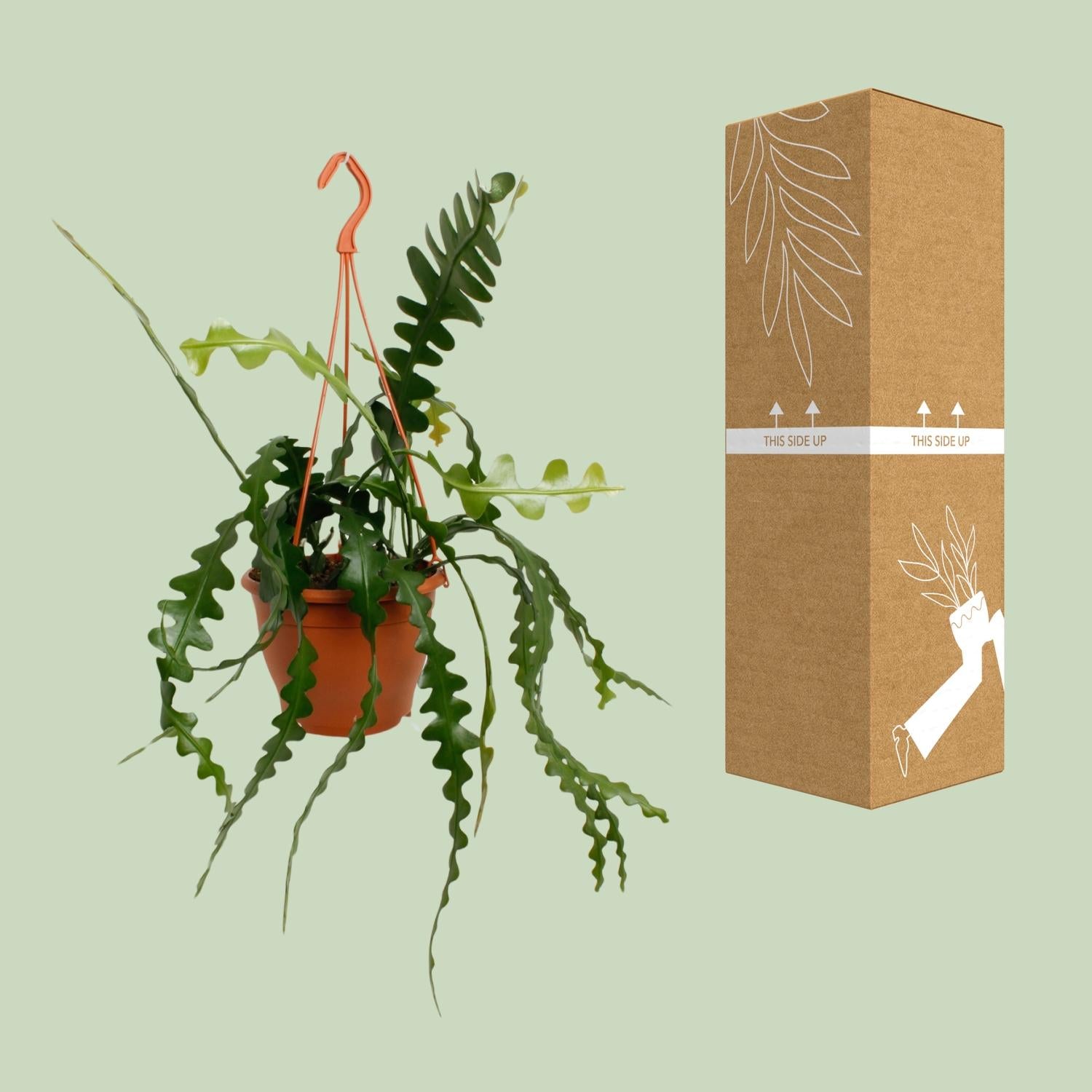 Epiphyllum Anguliger – Zigzag Cactus - 14-17 cm pot, 35 cm tall