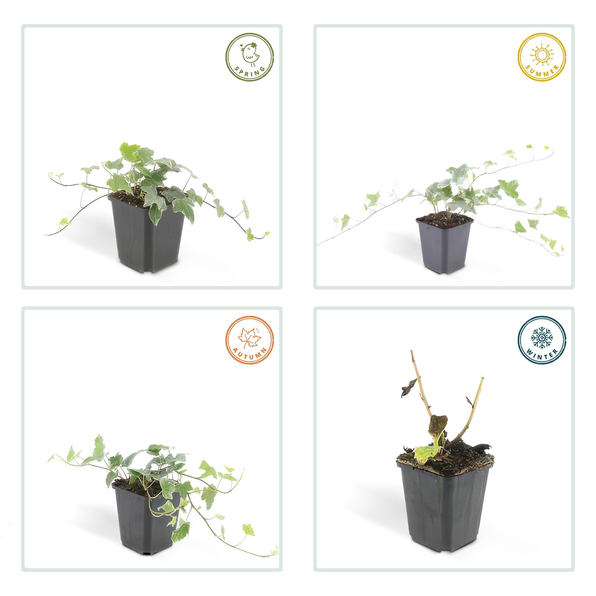 Efeu ‘Glacier’ – kompakte Kletter- und Ampelpflanze, 10–25 cm hoch