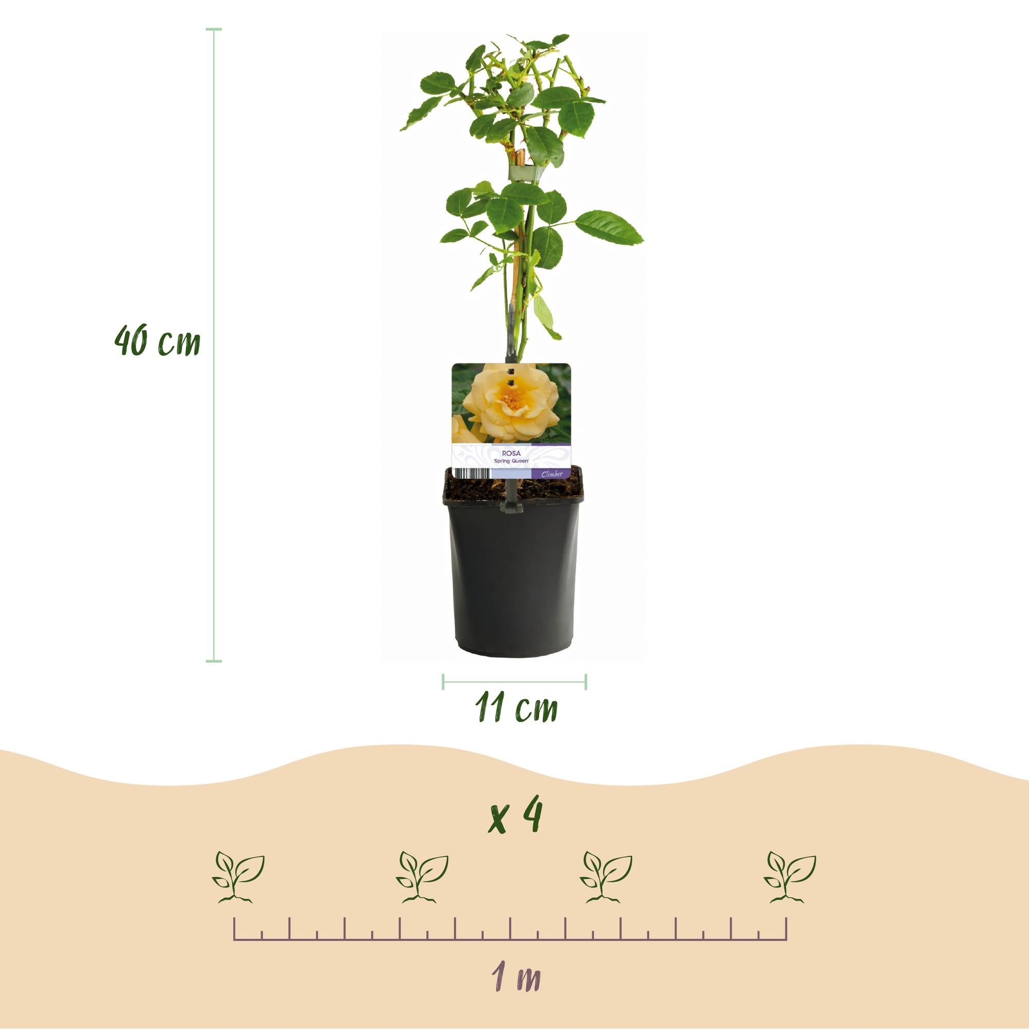 Kletterrose ‘Spring Queen’ – gelbe Blüte, pflegeleicht, 2 Pflanzen, 11-cm-Topf, 40 cm hoch