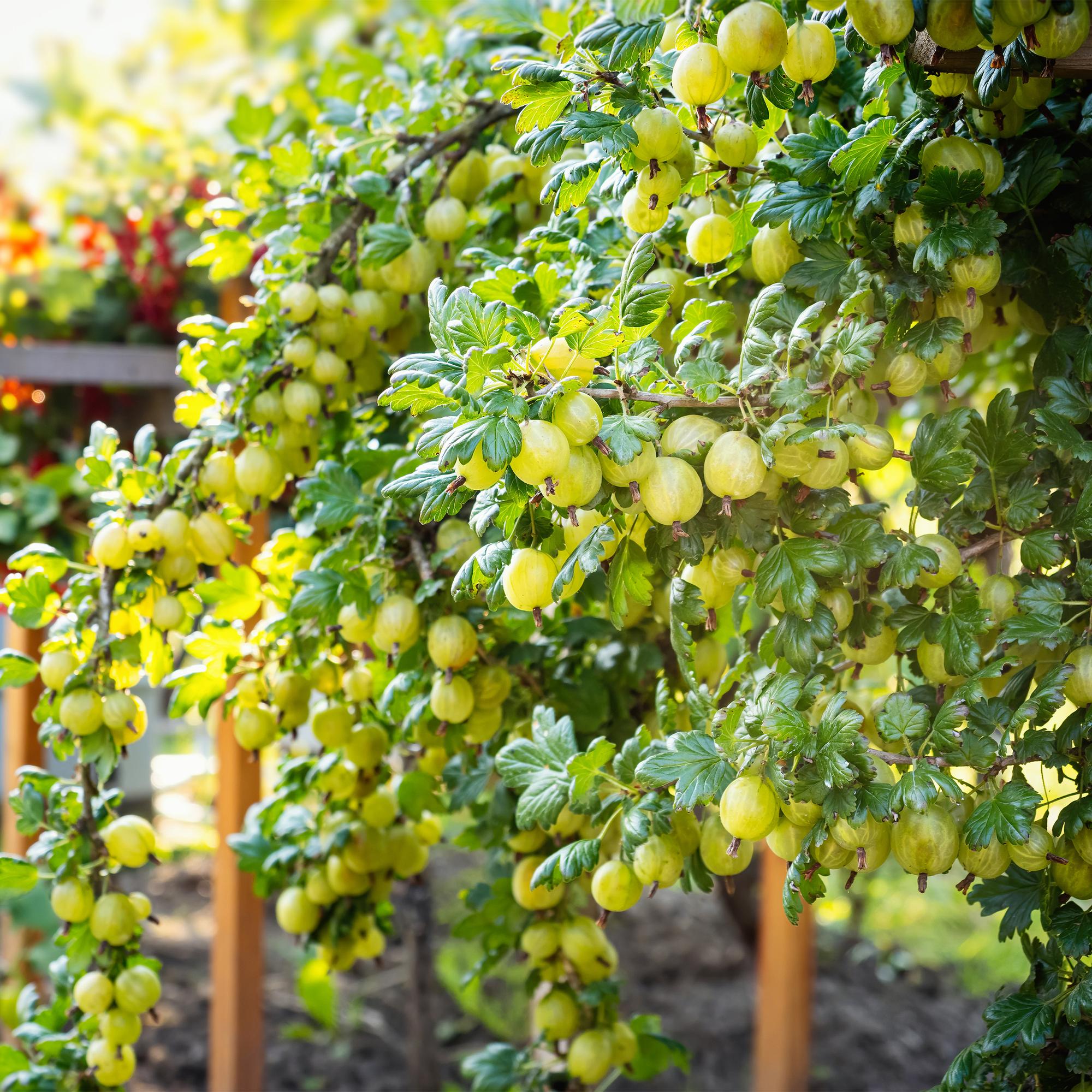 Obstpflanze Stachelbeere „Invicta“ – 2 Pflanzen, 11 cm-Topf, ca. 40 cm hoch