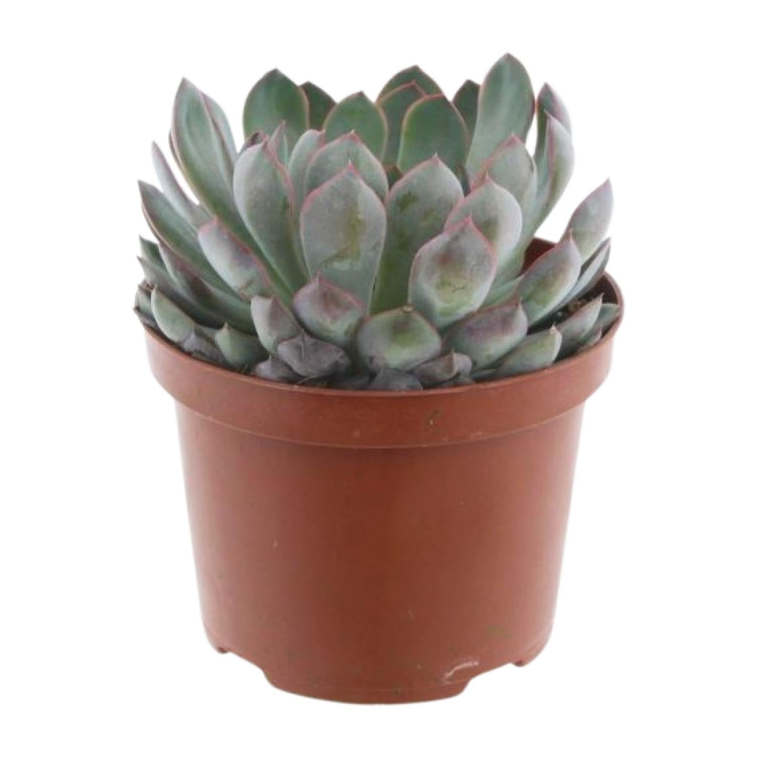 Echeveria Pelisuda – Suculenta roseta - Maceta de 17 cm, 30 cm de alto