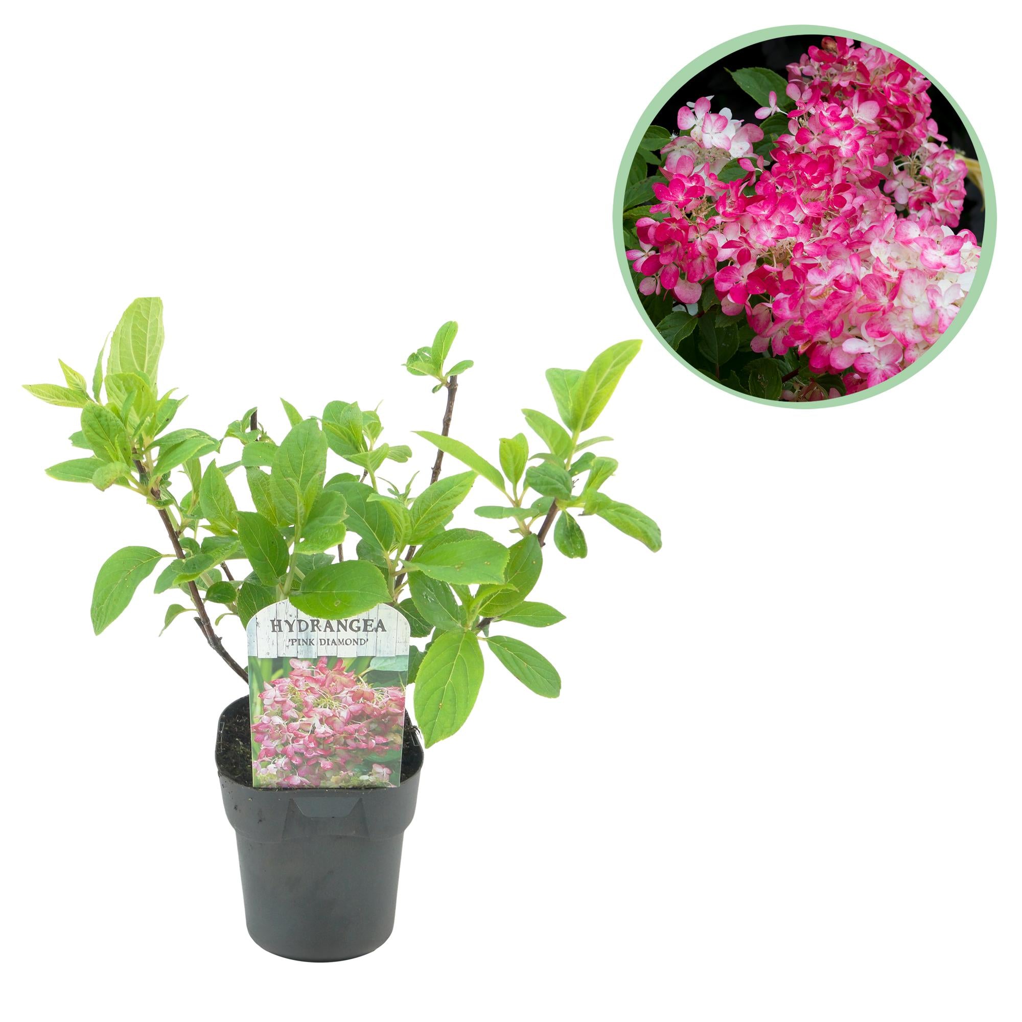 Rispenhortensie ‘Pink Diamond’ – große, weiß-rosa Blüten, 17 cm Topf, 50 cm hoch