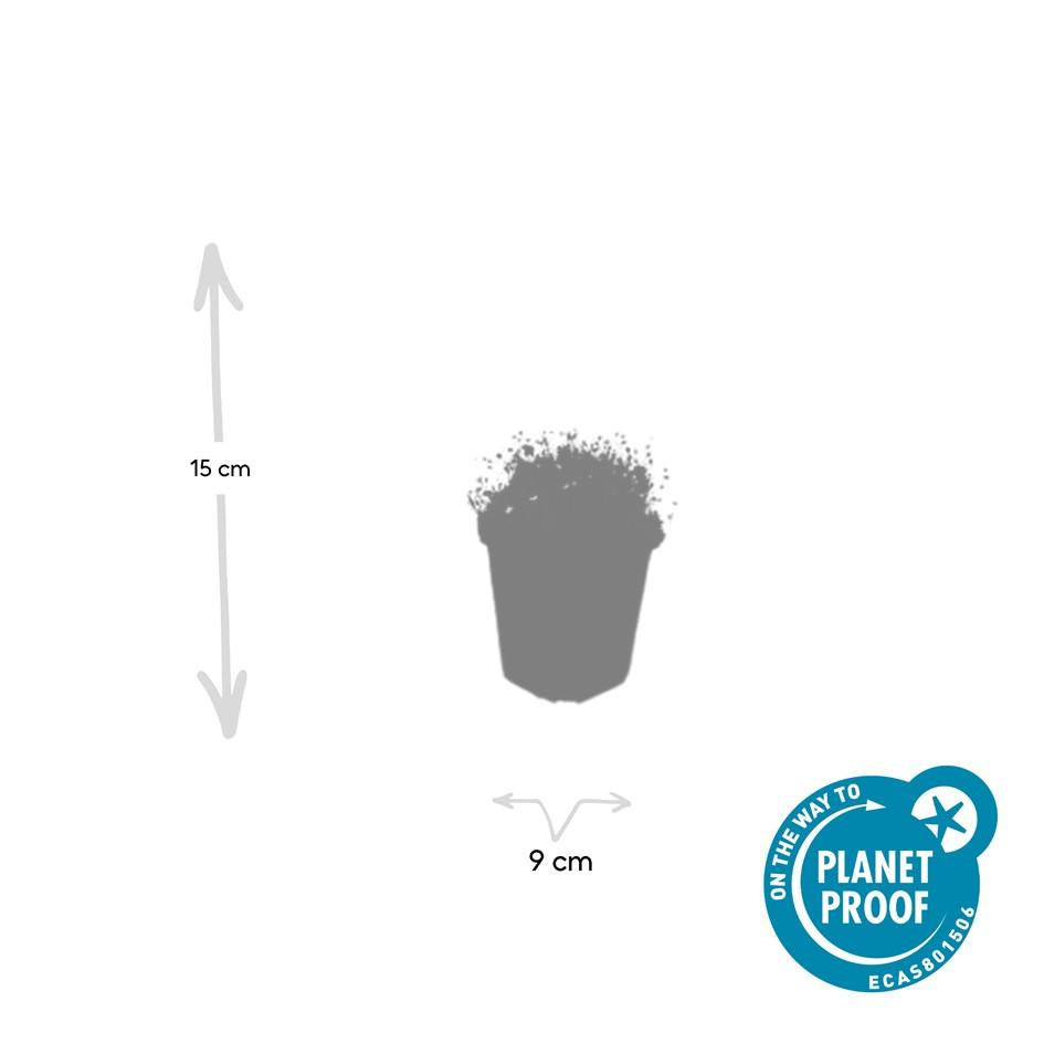 Sagina subulata – immergrünes Polsterkraut, 9 cm Topf, 10–25 cm hoch