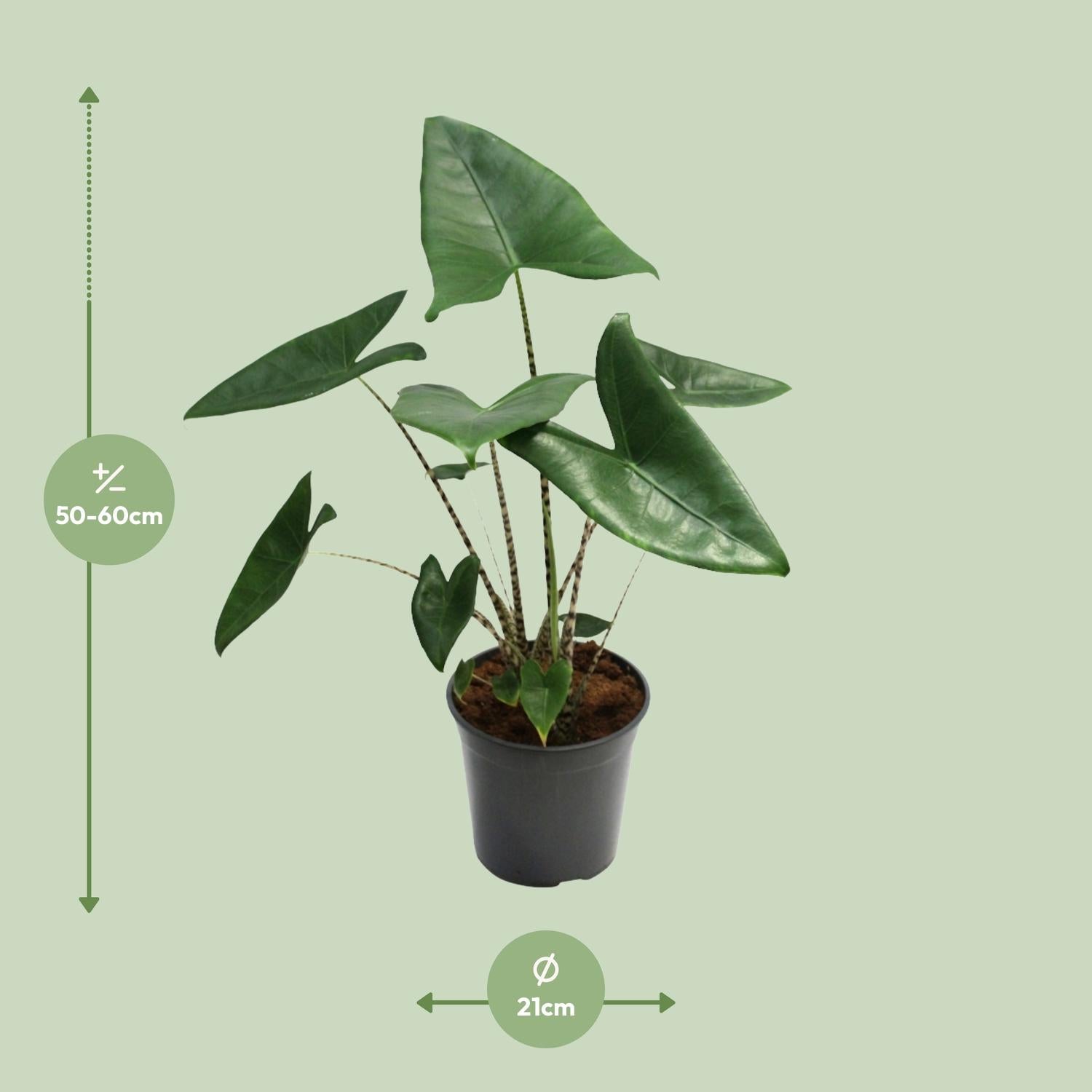 Alocasia Zebrina–Zebraleiter-Pfeilblatt-75-80 cm