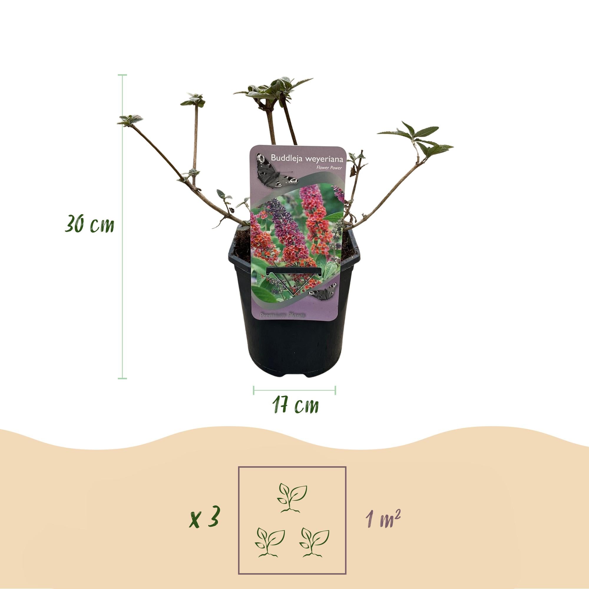 Buddleja davidii ‘Flower Power’ – laubabwerfender Schmetterlingsstrauch, 17 cm Topf, 30 cm Höhe