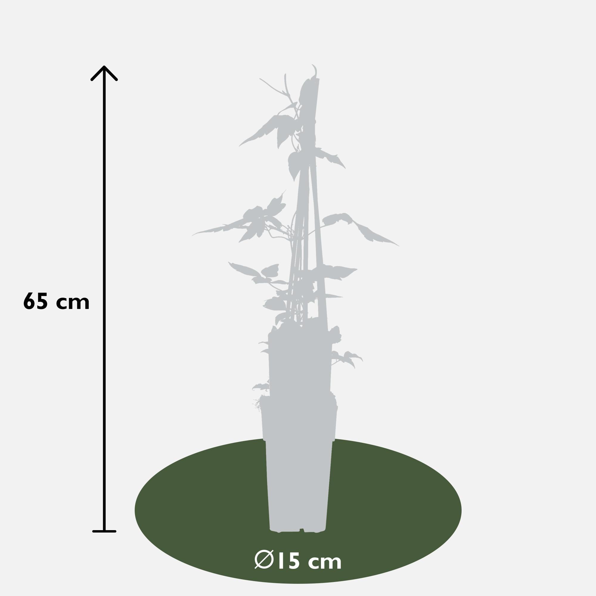 Clematis montana 'var. rubens' – robust, early-flowering climbing plant, 15 cm pot, 65 cm tall