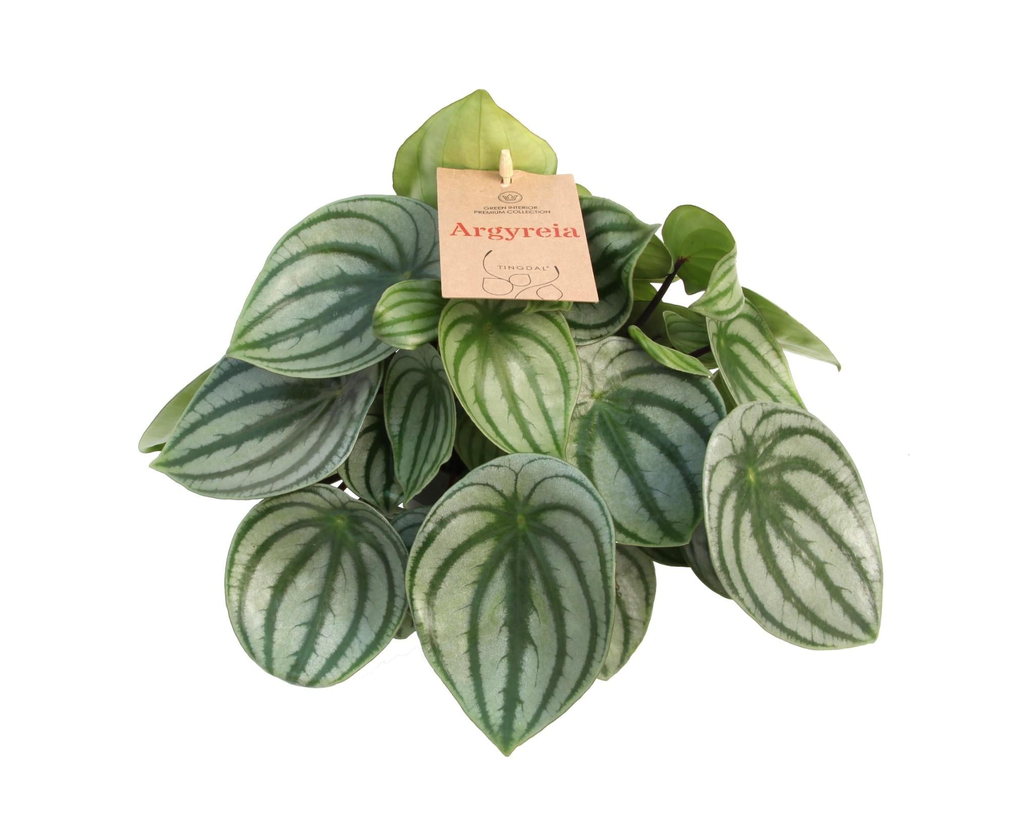 Peperomia Argyreia – Wassermelonen-Peperomie - 14 cm Topf, 27 cm hoch