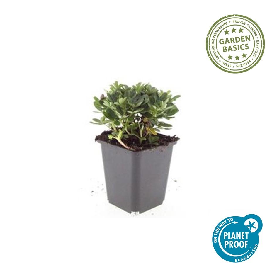 Fingerkraut ‘Nuuk’ – robuste Bodendeckerstaude, 9 cm Topf, 10–25 cm