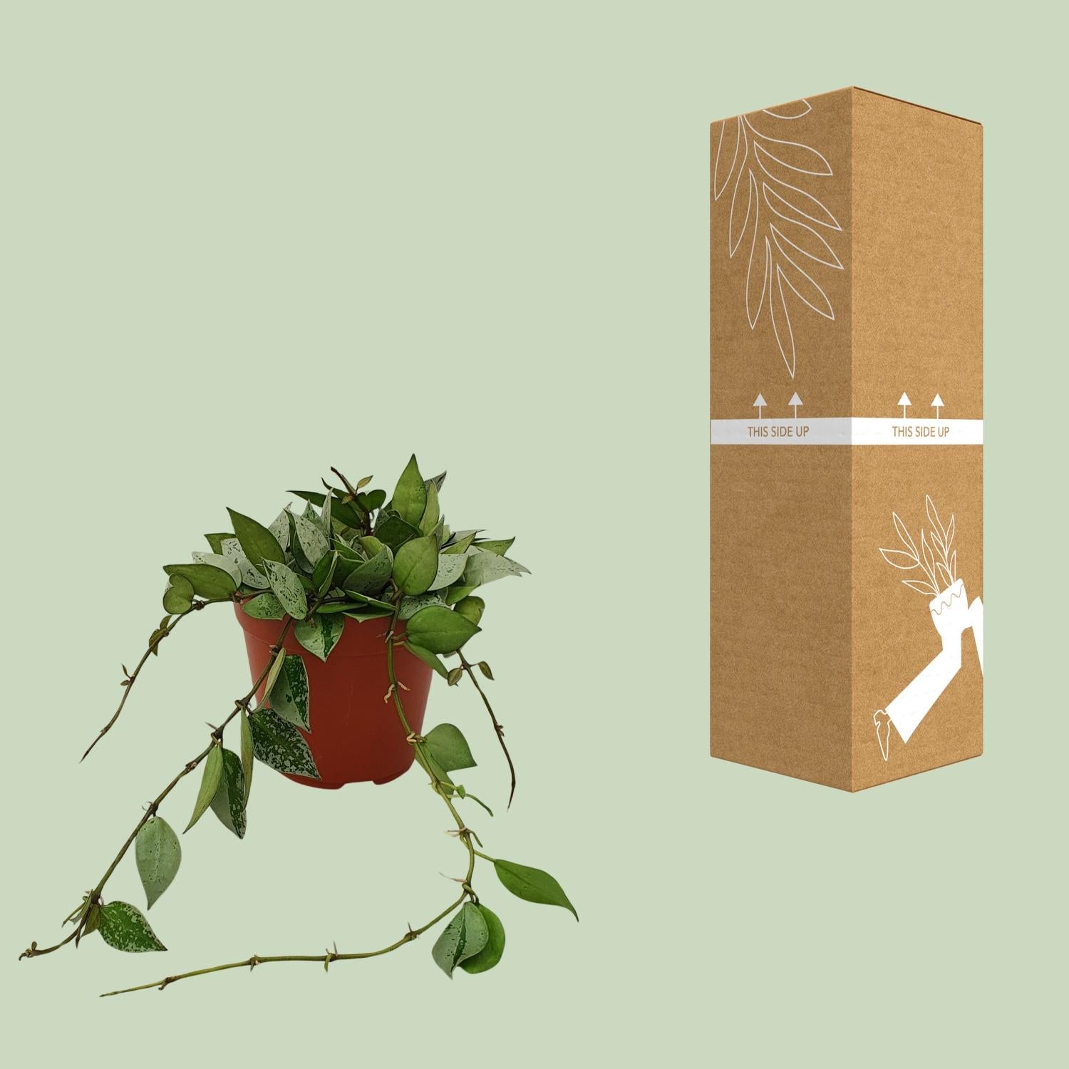 Hoya Krohniana'Eskimo'–Fleur de cire-Pot de 12 cm, 15 cm de haut