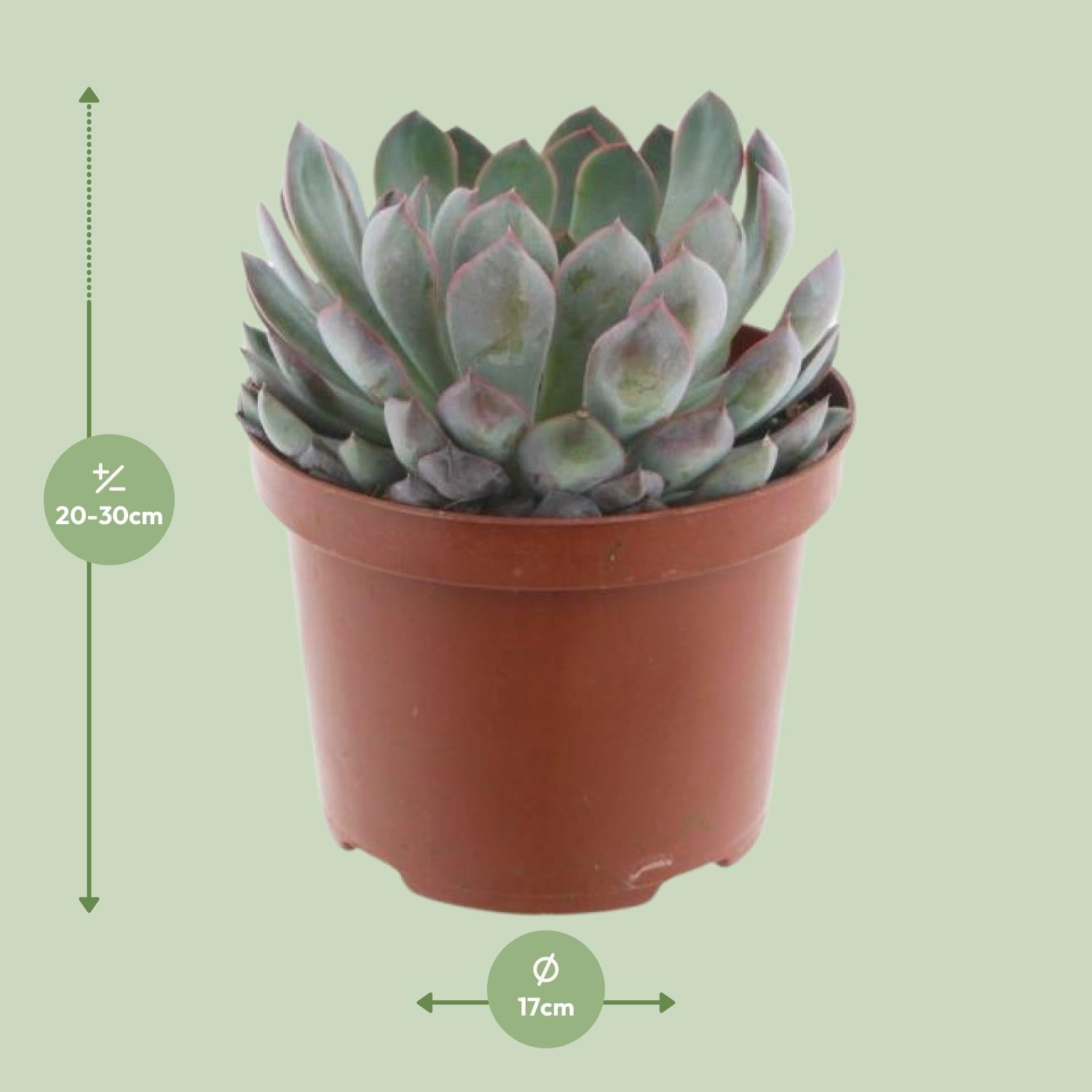 Echeveria Pelisuda – Suculenta roseta - Maceta de 17 cm, 30 cm de alto