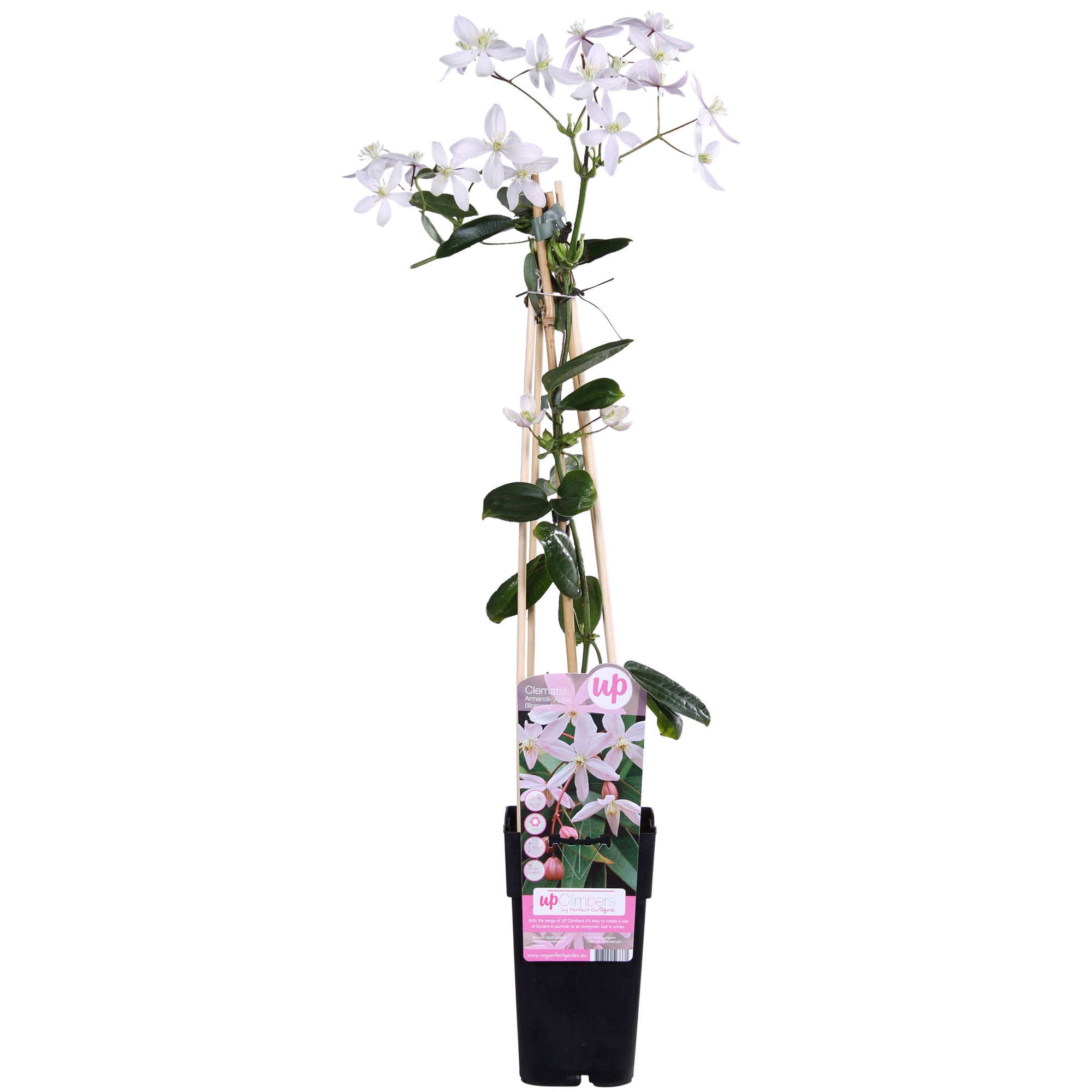 Clématite armandii'Apple Blossom'–plante grimpante persistante, rose clair, pot de 15 cm, hauteur 65 cm