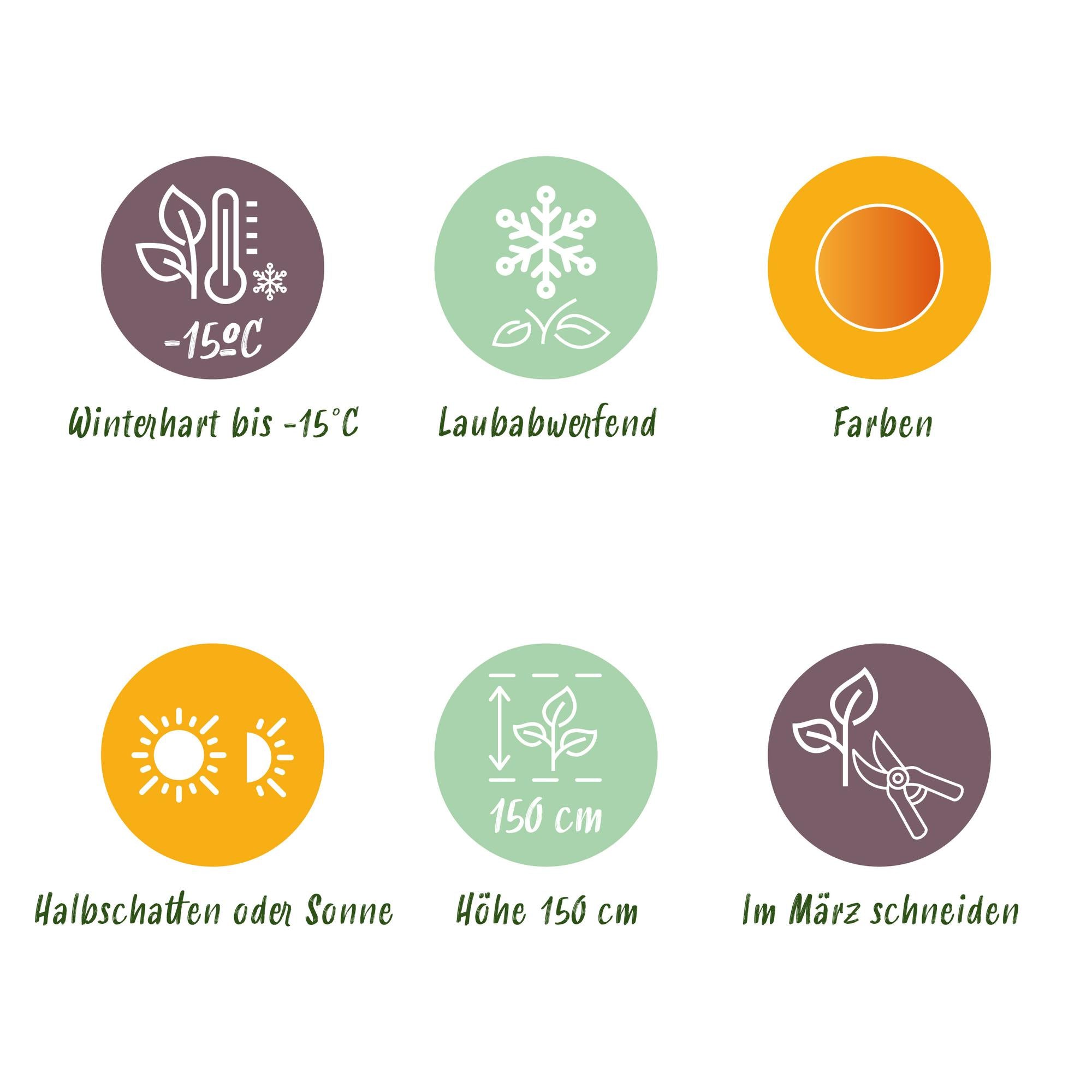 Japanischer Ahorn – Sorte ‘Orange Dream’, laubabwerfend, 19 cm Topf, 70 cm hoch