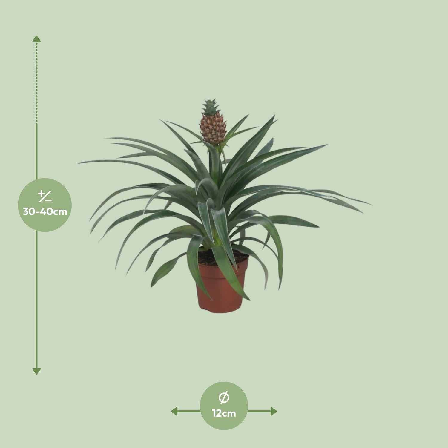 Ananas ‘Mi Amigo’ – Zierananas - Ø12 cm - ↕40 cm