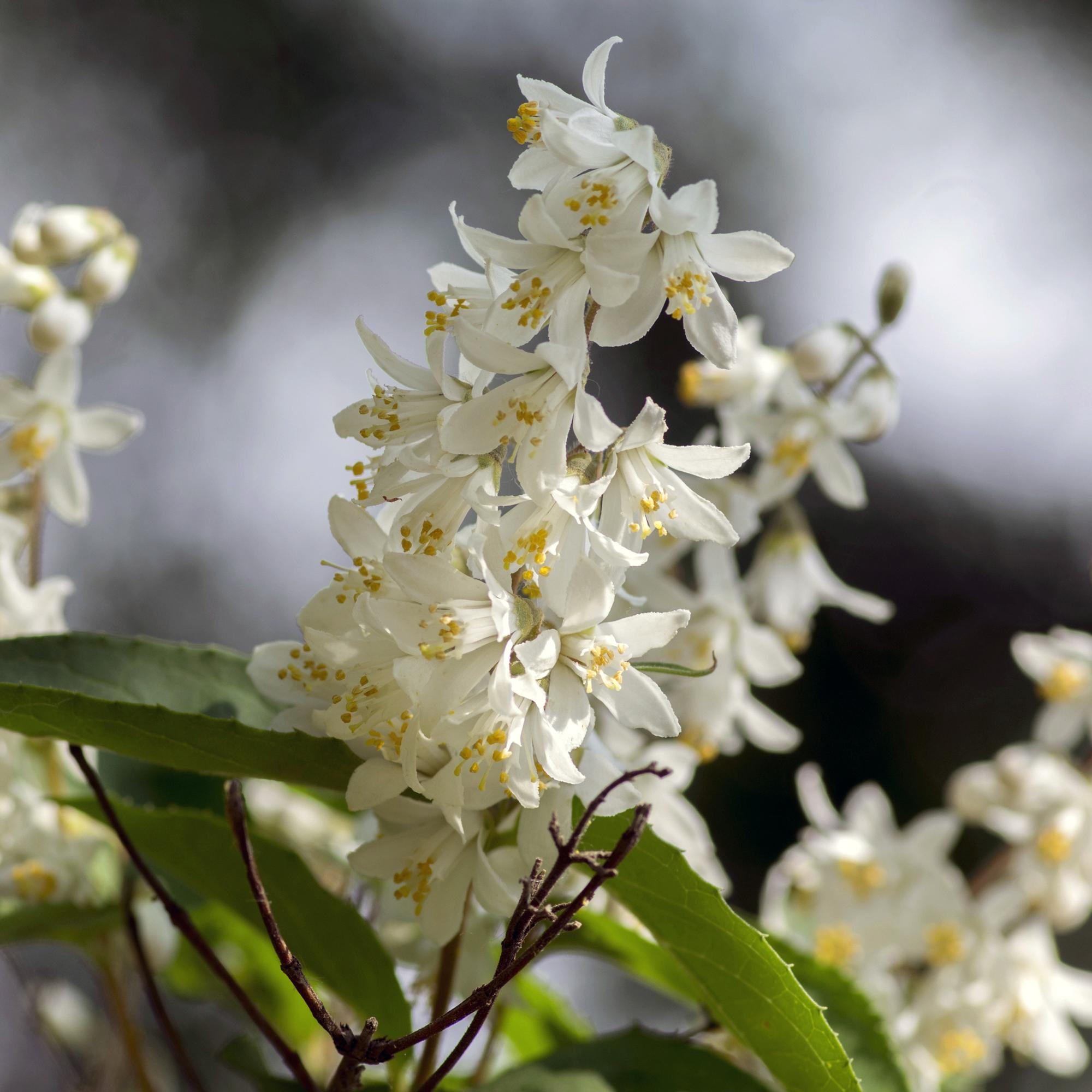 Arbusto de flor de mayo (Deutzia gracilis): flores blancas, caducifolio, maceta de 17 cm, 45 cm de altura