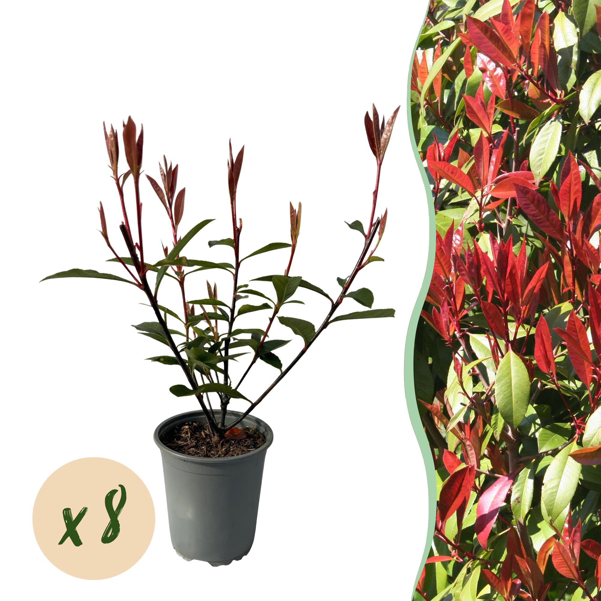 Photinia Fraseri ‘Carré Rouge’ – Glanzmispel, 8 Pflanzen - 9 cm Topf, 30–35 cm hoch