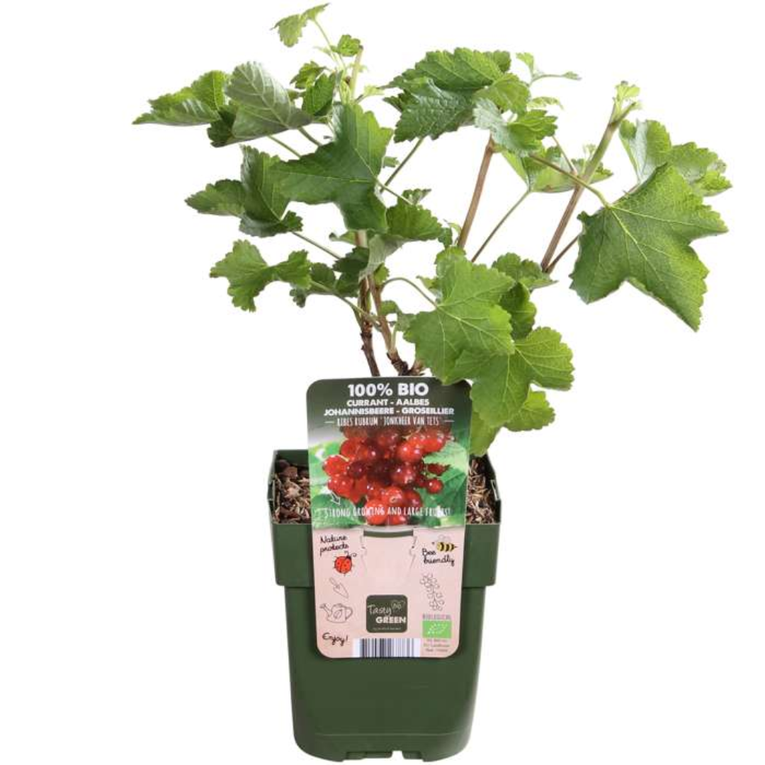 Bio-Stachelbeere – kräftige Jungpflanze im 13-cm-Topf, 20 cm hoch