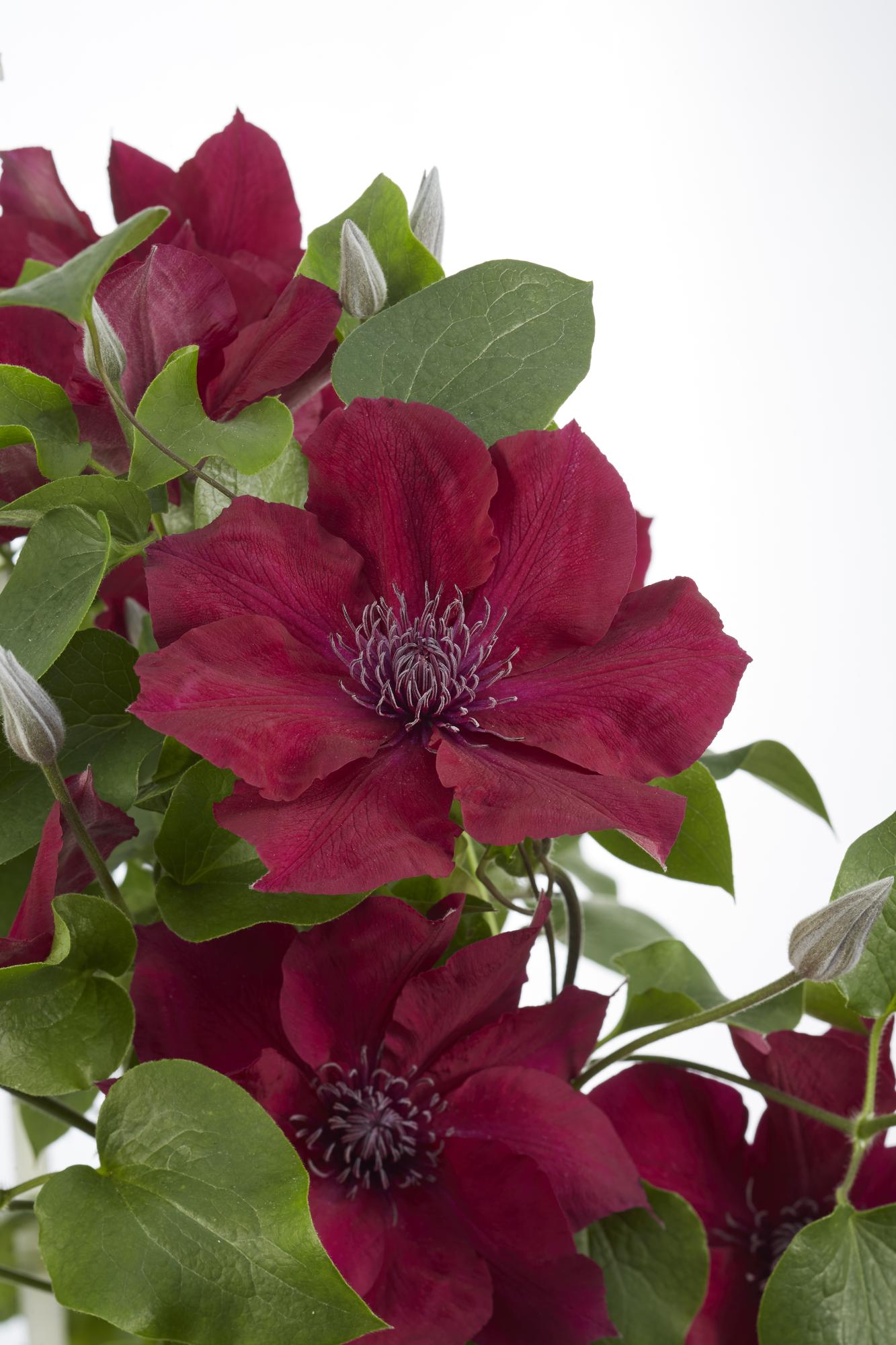 Clematis ‘Nubia’ (Evison-Serie) – rotblühende Clematis, Ø15 cm, 65 cm hoch