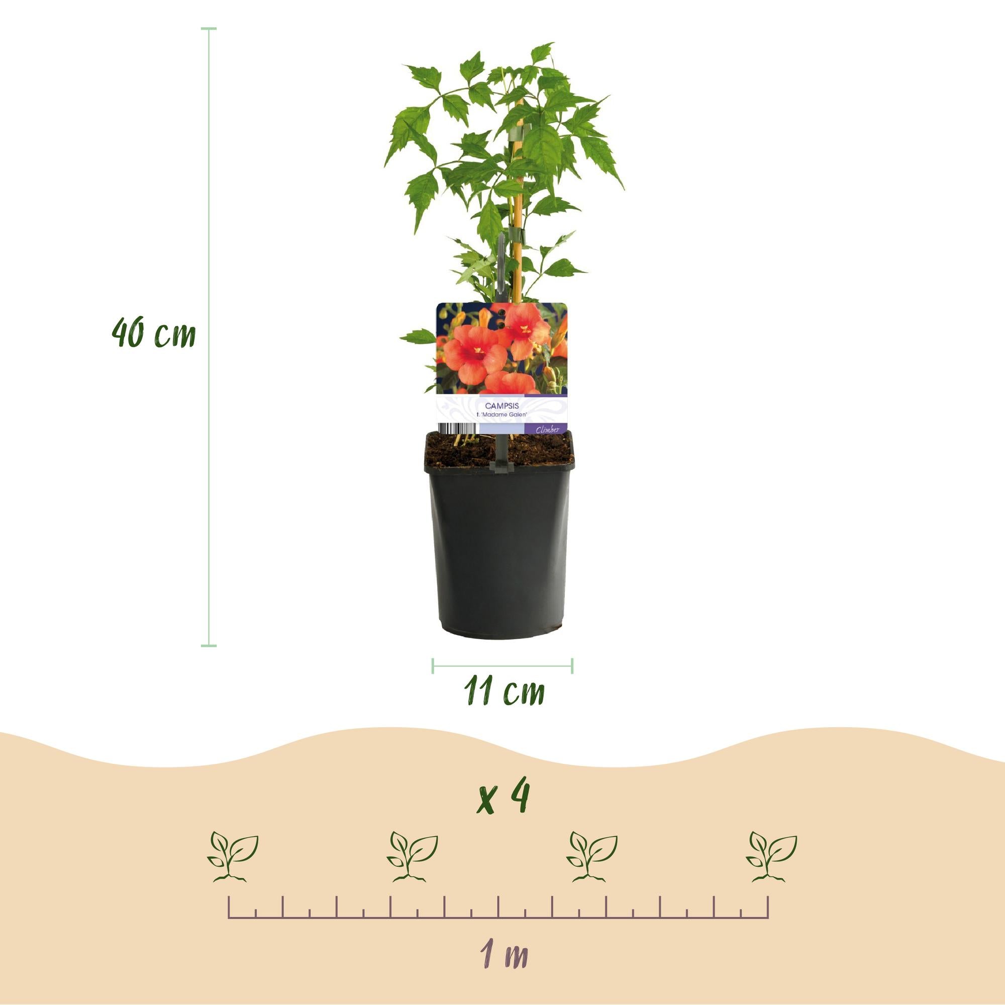 Campsis radicans ‘Madame Galen’ – Trompetenblume, orange blühend, 2 Pflanzen, 11 cm Topf, 40 cm Höhe