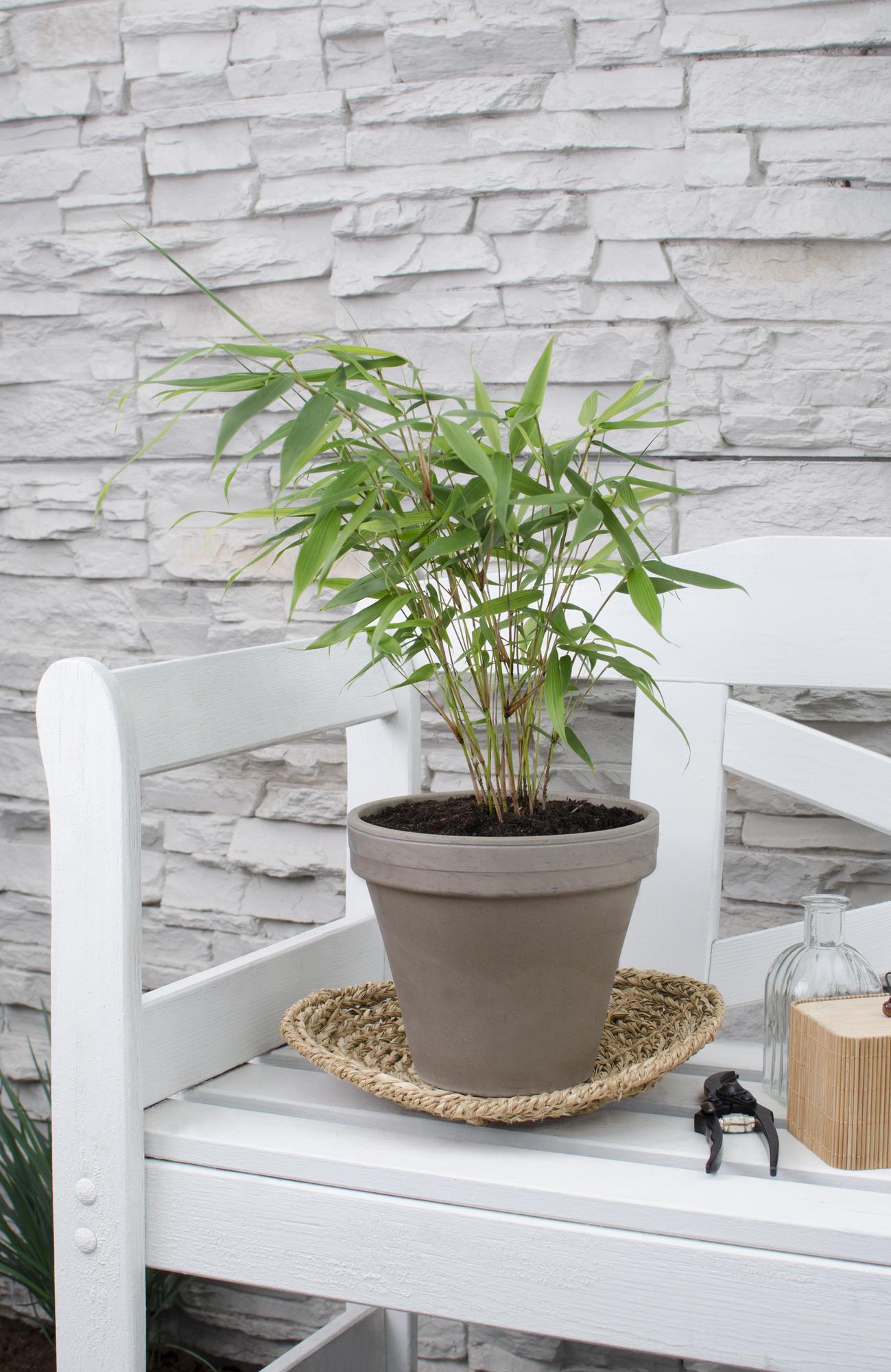 Bambus ‘Pingwu’ – winterharte Fargesia robusta, 14 cm Topf, 40 cm hoch